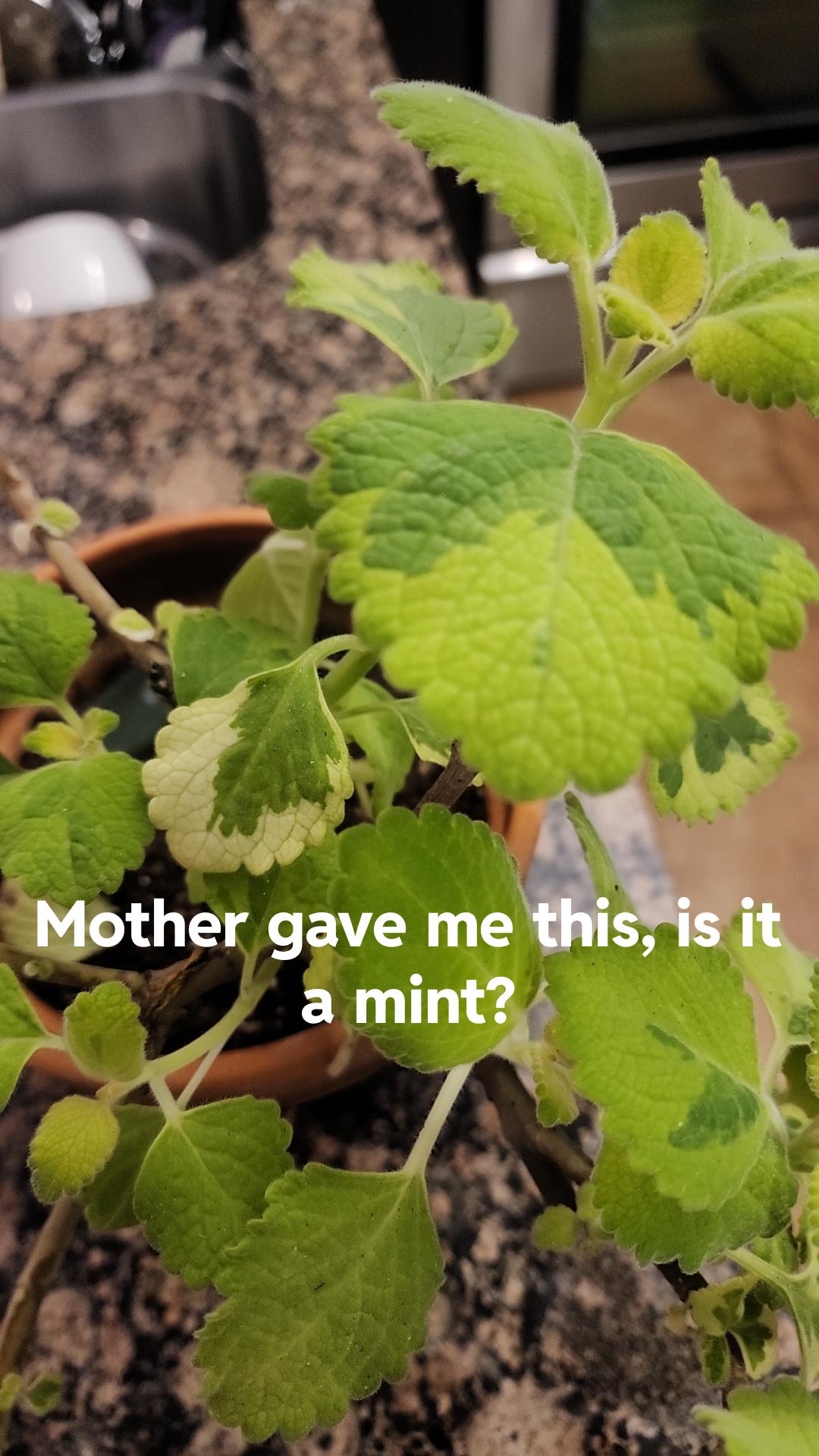 Mysterious Mint r/plants