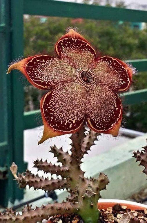 Persian Carpet Flower r/plants