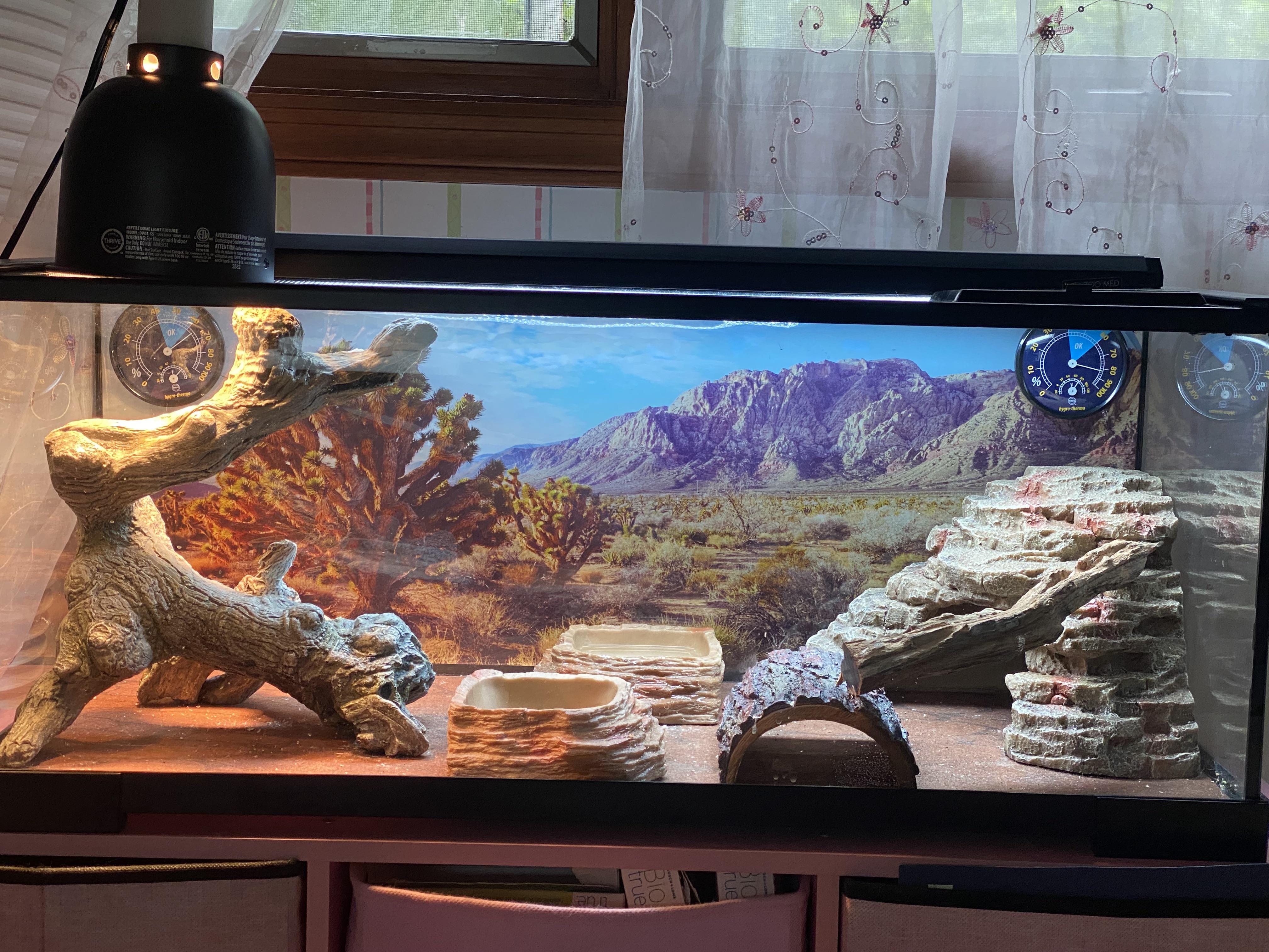 Looking for critiques/tips about my setup. I have a baby bearded dragon
