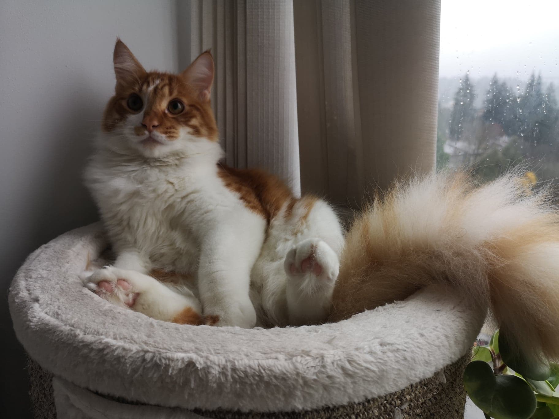 "They called it a what? A Bottlebrush?" r/bottlebrush