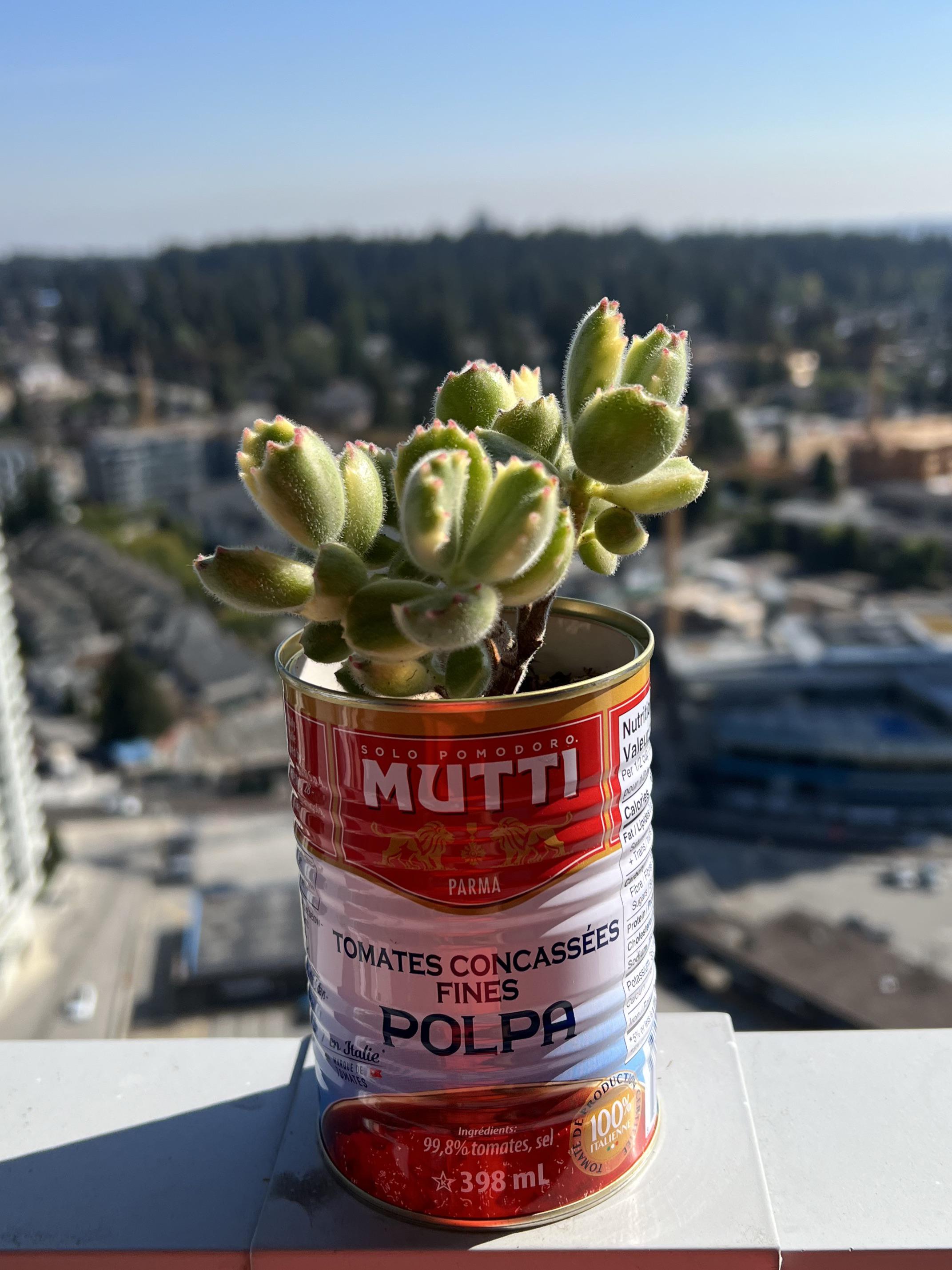 Tomato can bear paws! r/plants