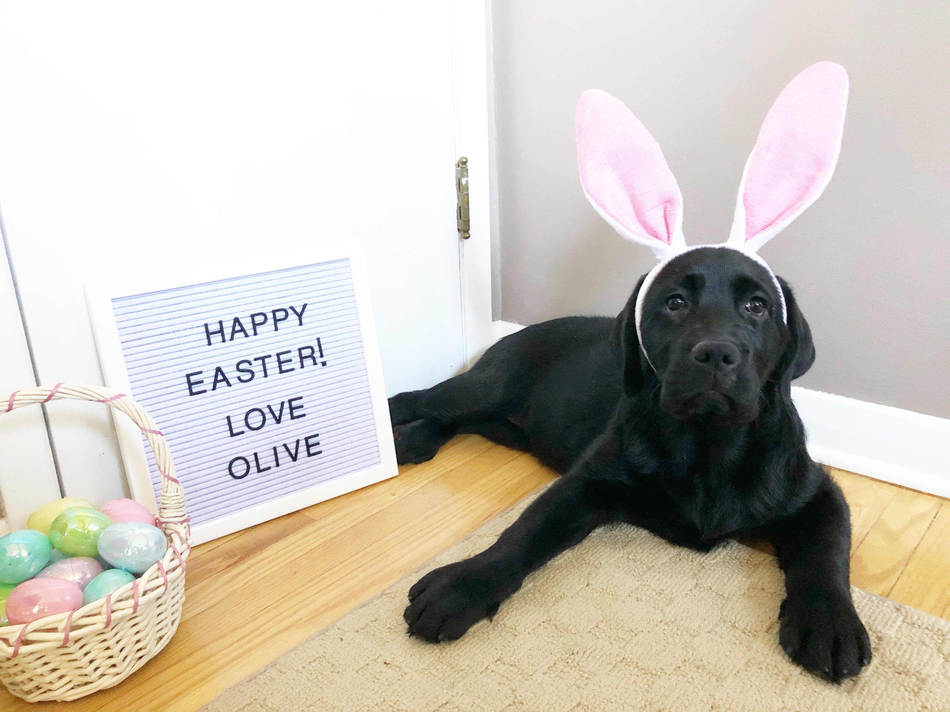 Happy Easter from Olive! r/Blacklabs
