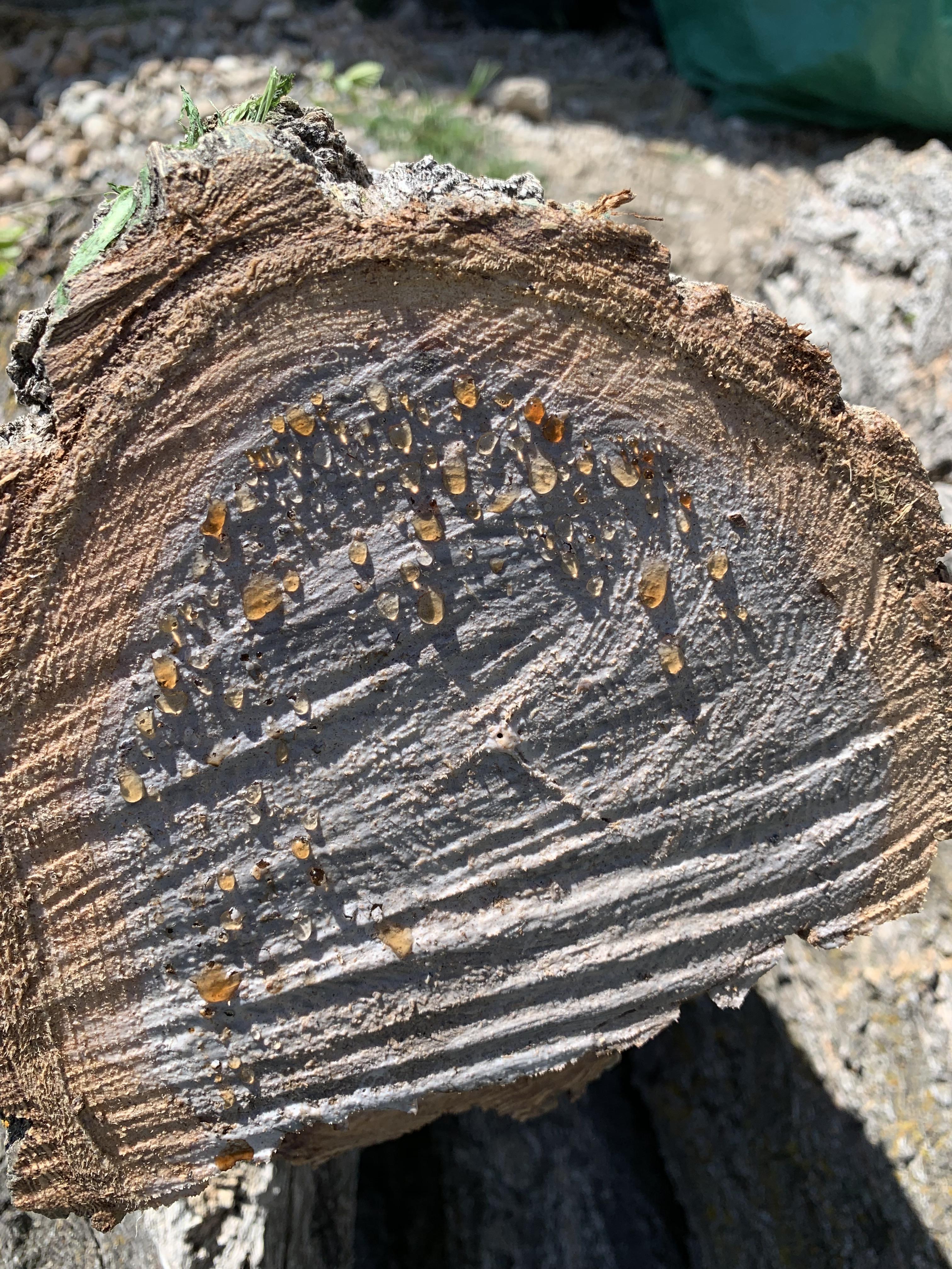 Do I need another coat of anchorseal? r/turning