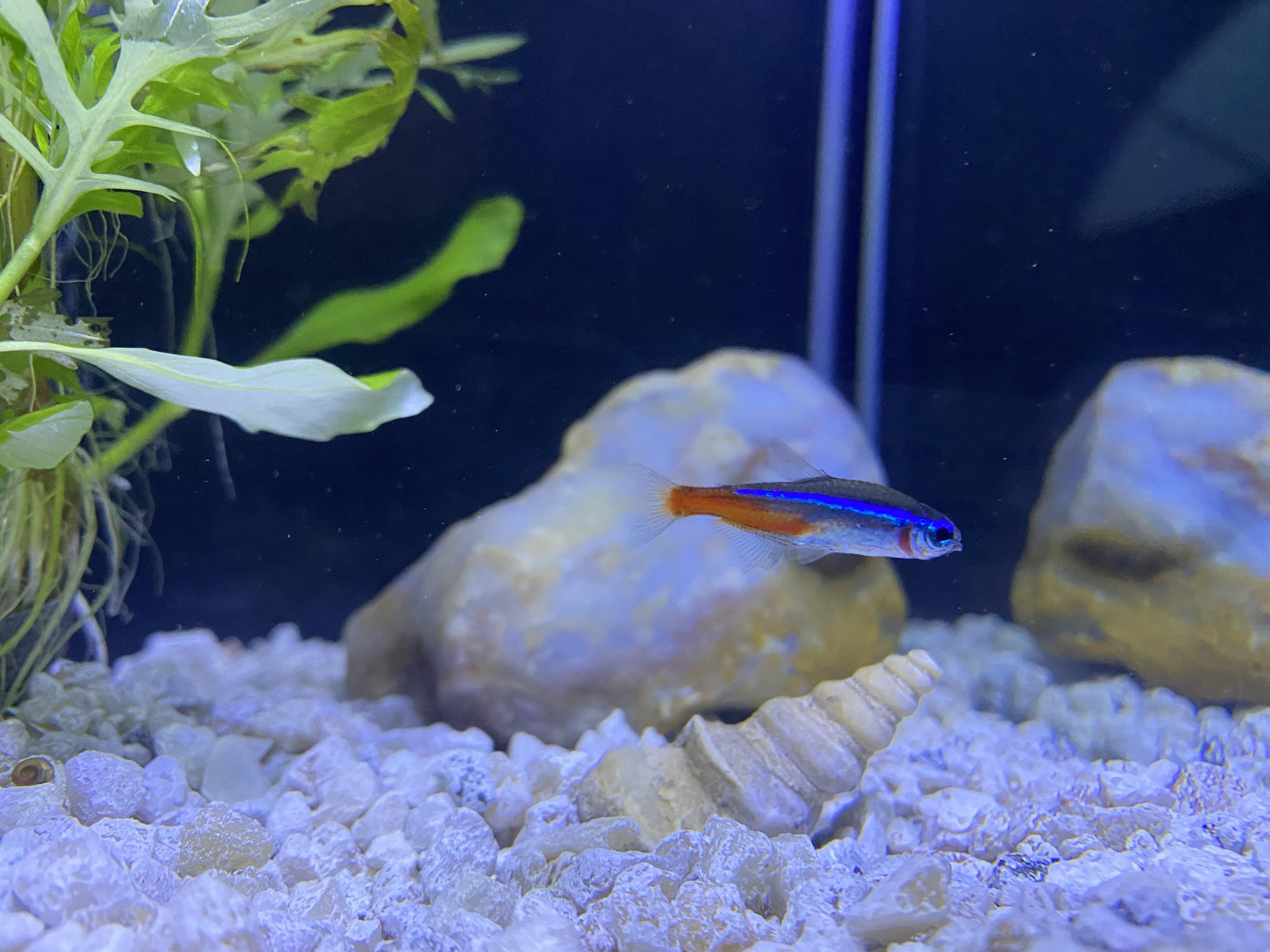 Where is the best place to buy fish online? r/Aquariums