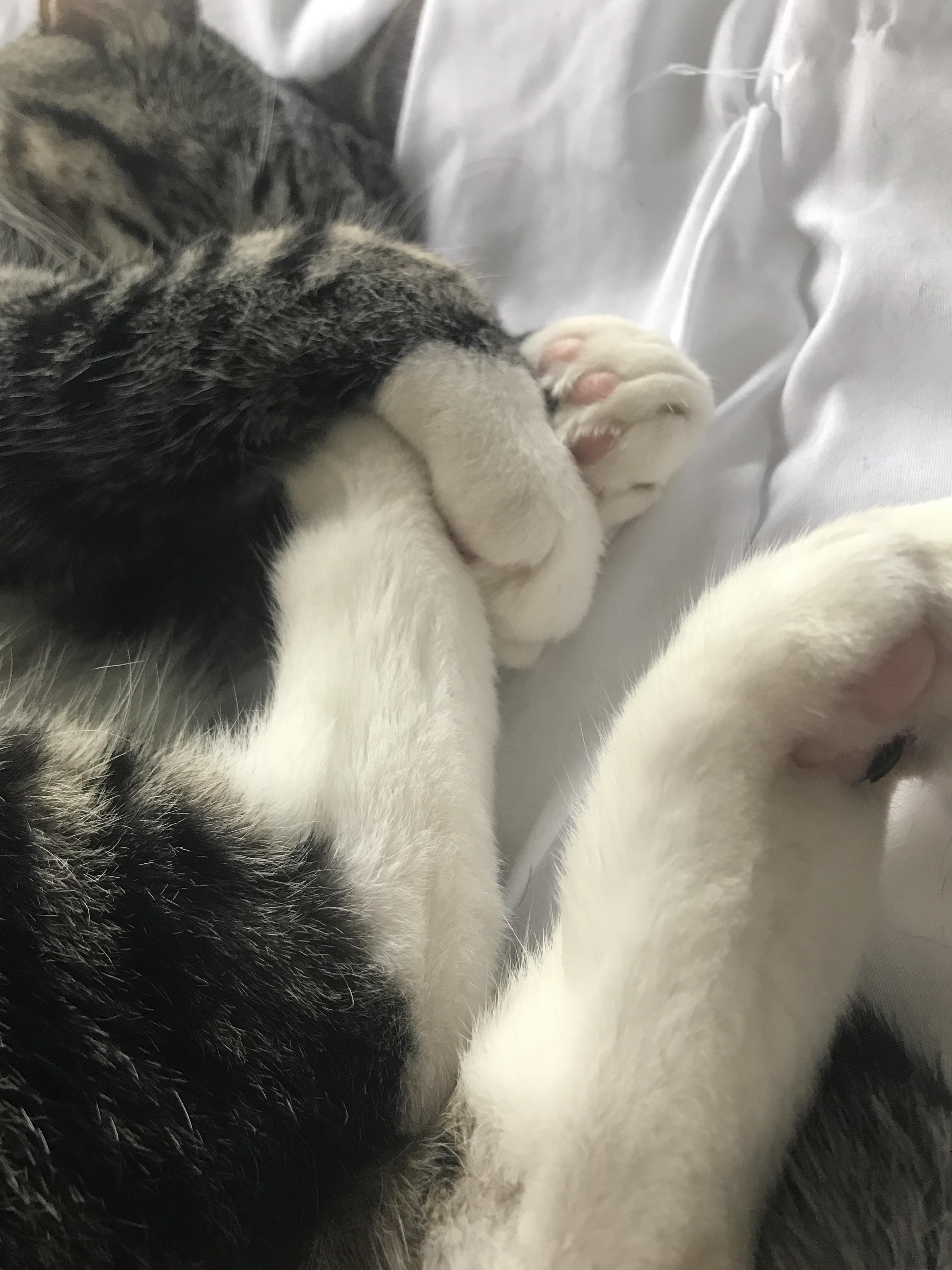 My girl loves to hold her feet when she sleeps r/cats