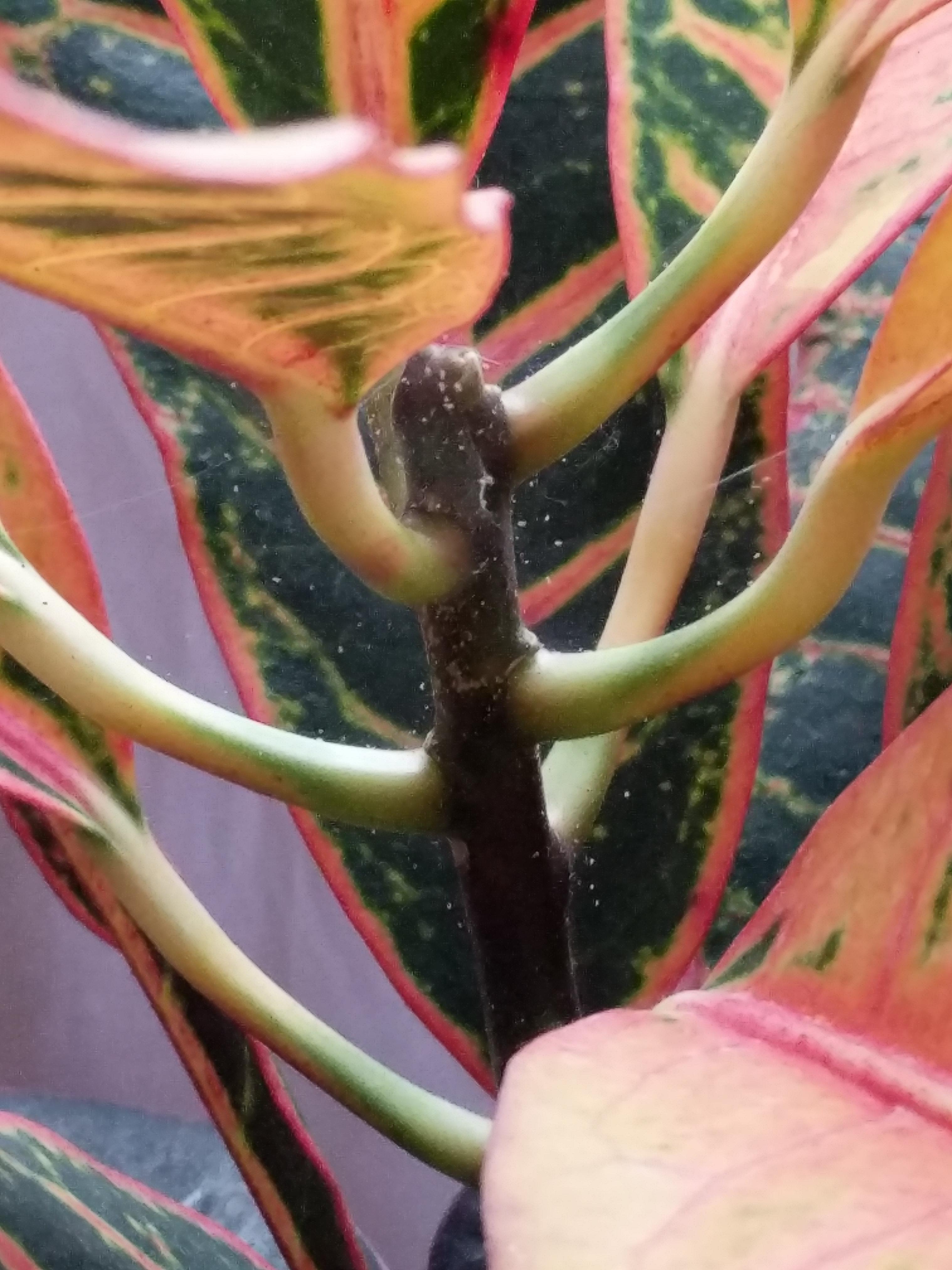 Help!!! My Croton has spider mites and I don't know what to do. Is it