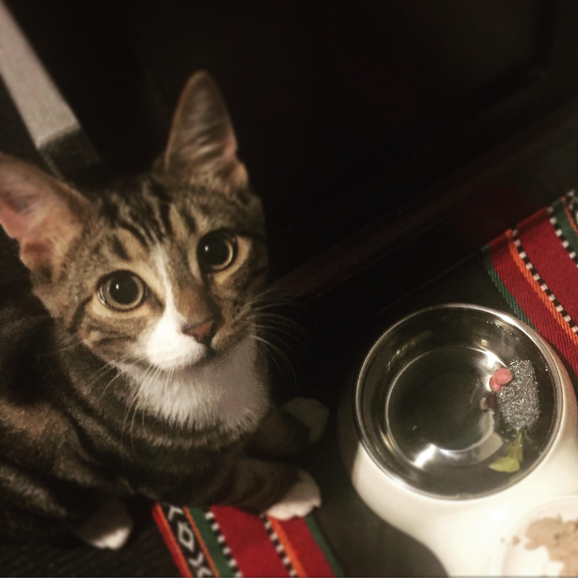 Do any other cats like to soak their toys/ drown their prey? r/cats