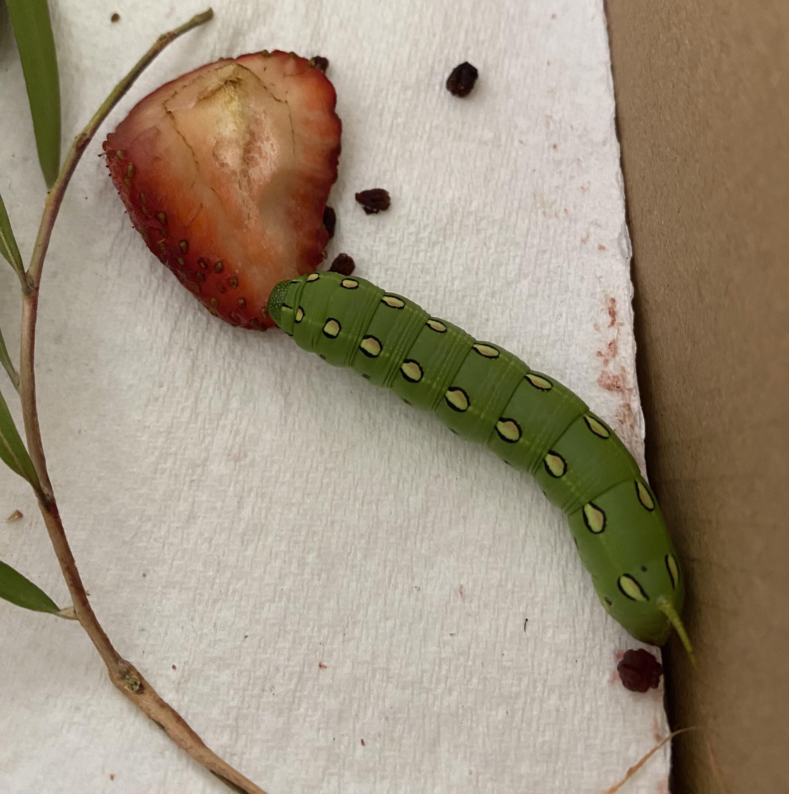 Found this in the yard. Is this a caterpillar? Will it be turn into a