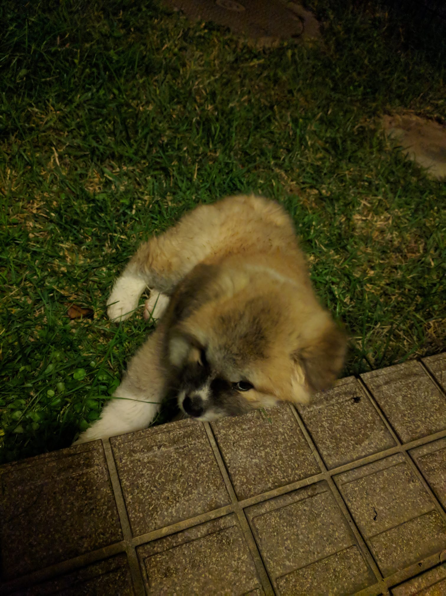 Meet Nanako, our new longhaired Akita Puppy akita