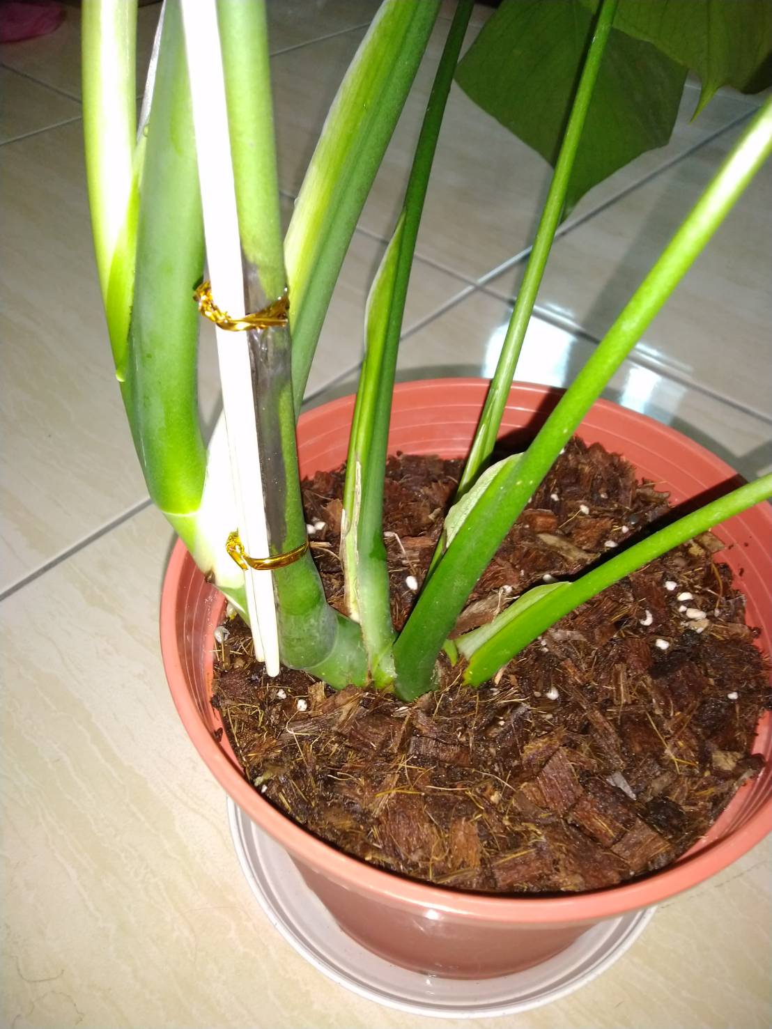 broken monstera stem i tried to fix it with chopsticks but the damage