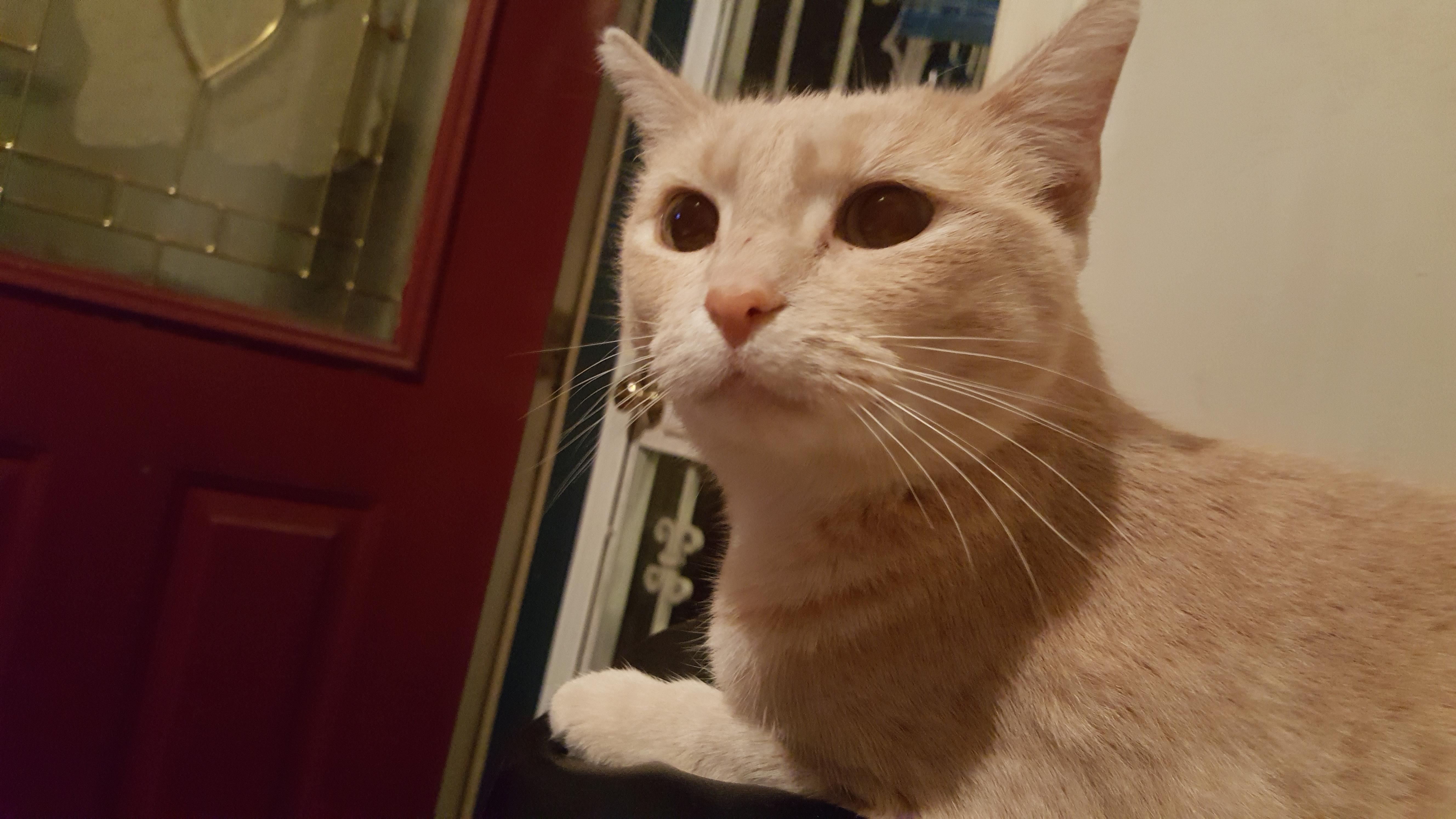 Missing cat r/chicago