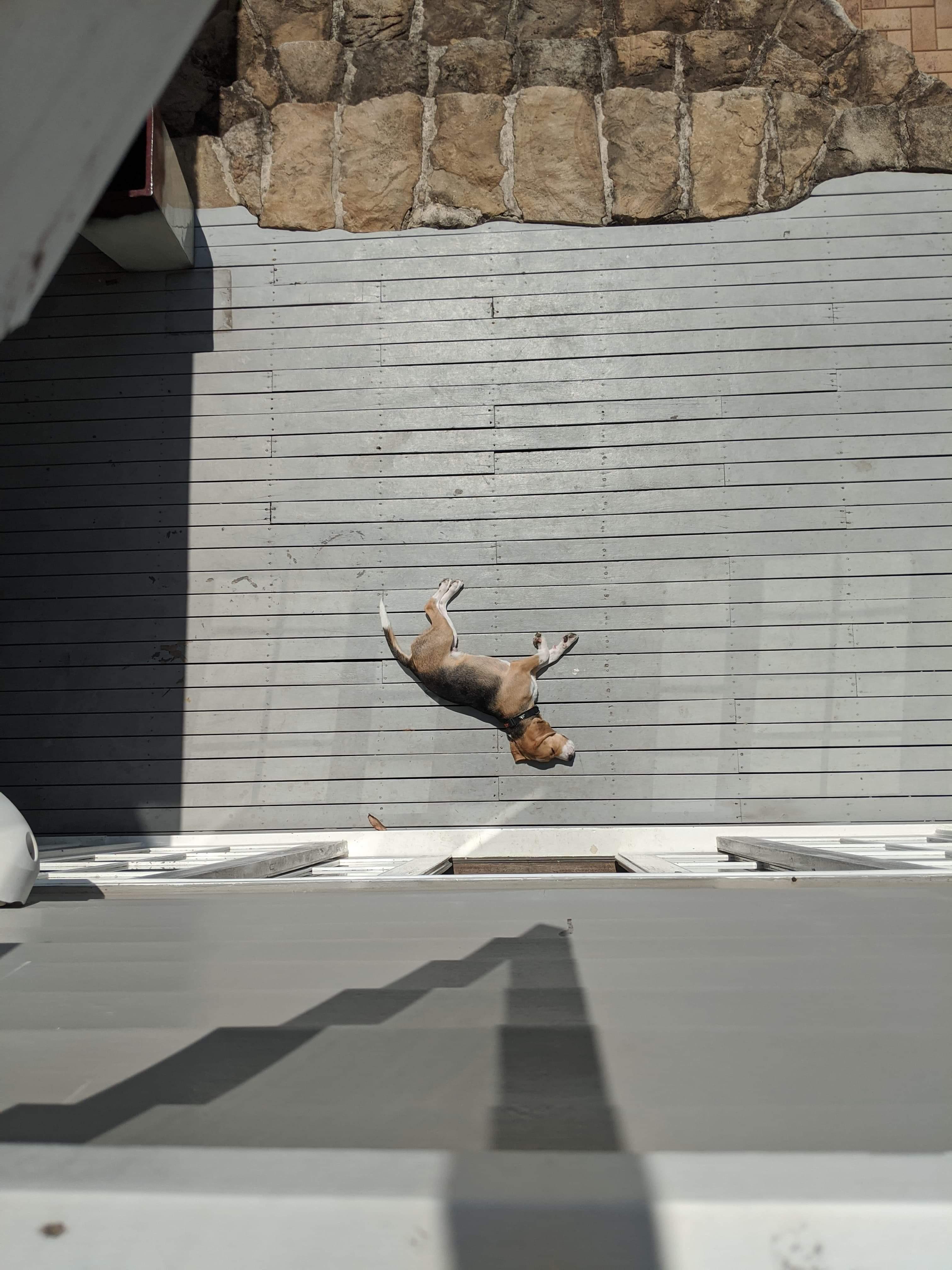 Sister sent me this picture, thought our dog was doing a backflip