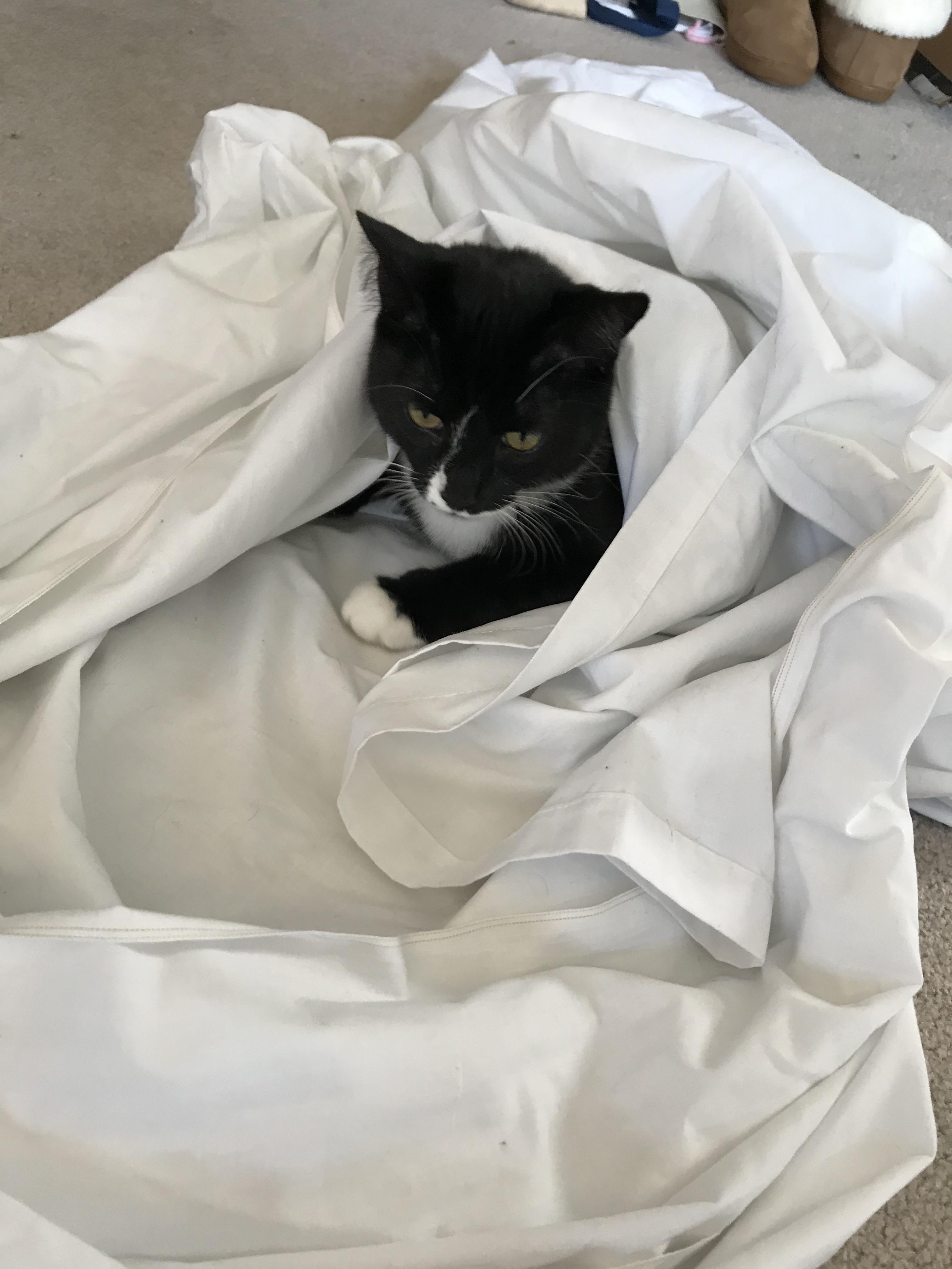 Parachute cat likes being swaddled after playing in the sheet. r/aww