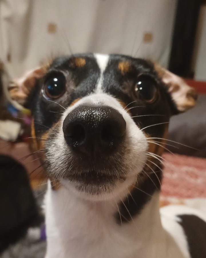 4695 best Jack Russell images on Pholder Jackrussellterrier, Aww and