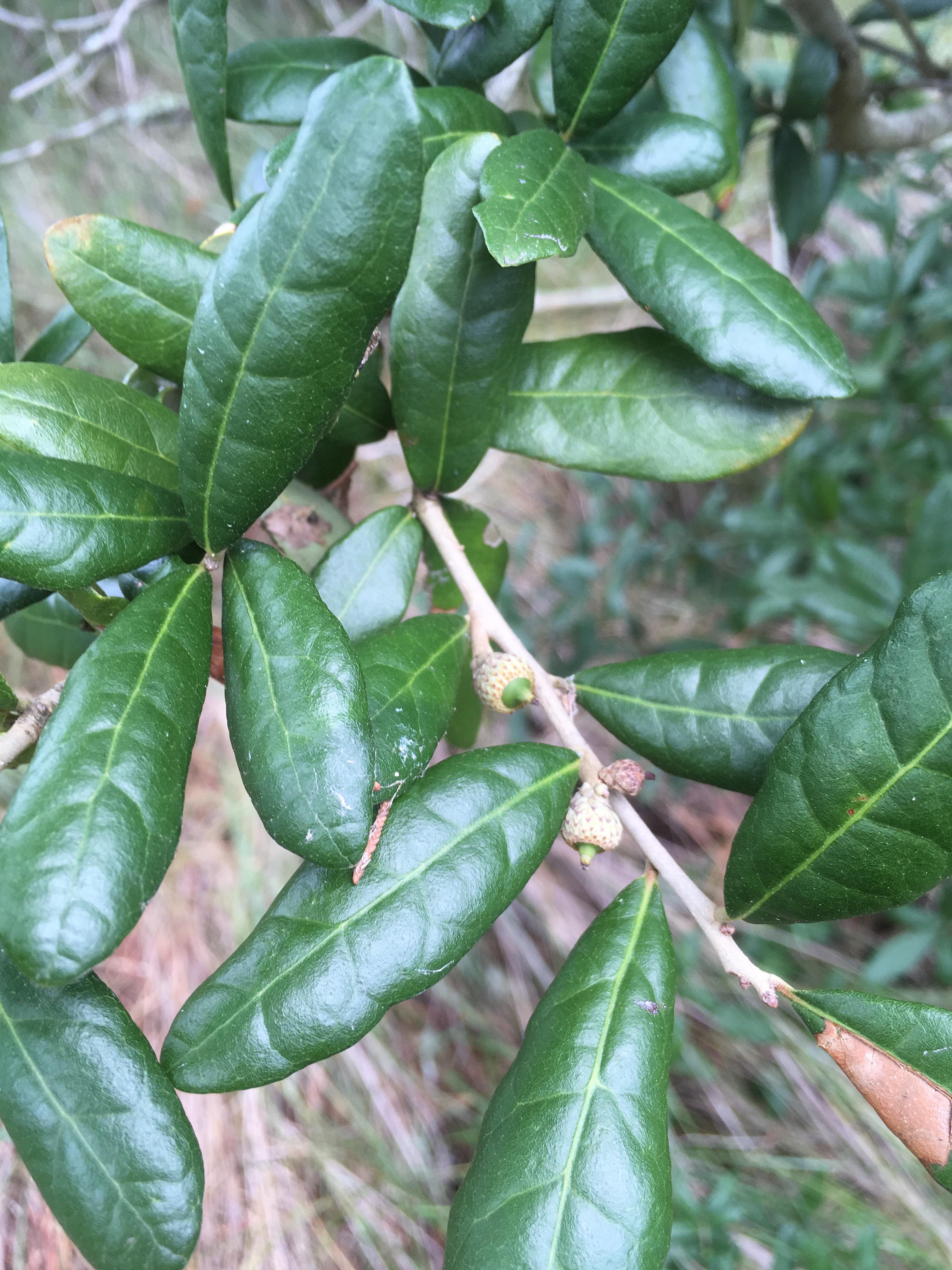 Is this live oak? Found growing on a shoreline in SE Virginia among