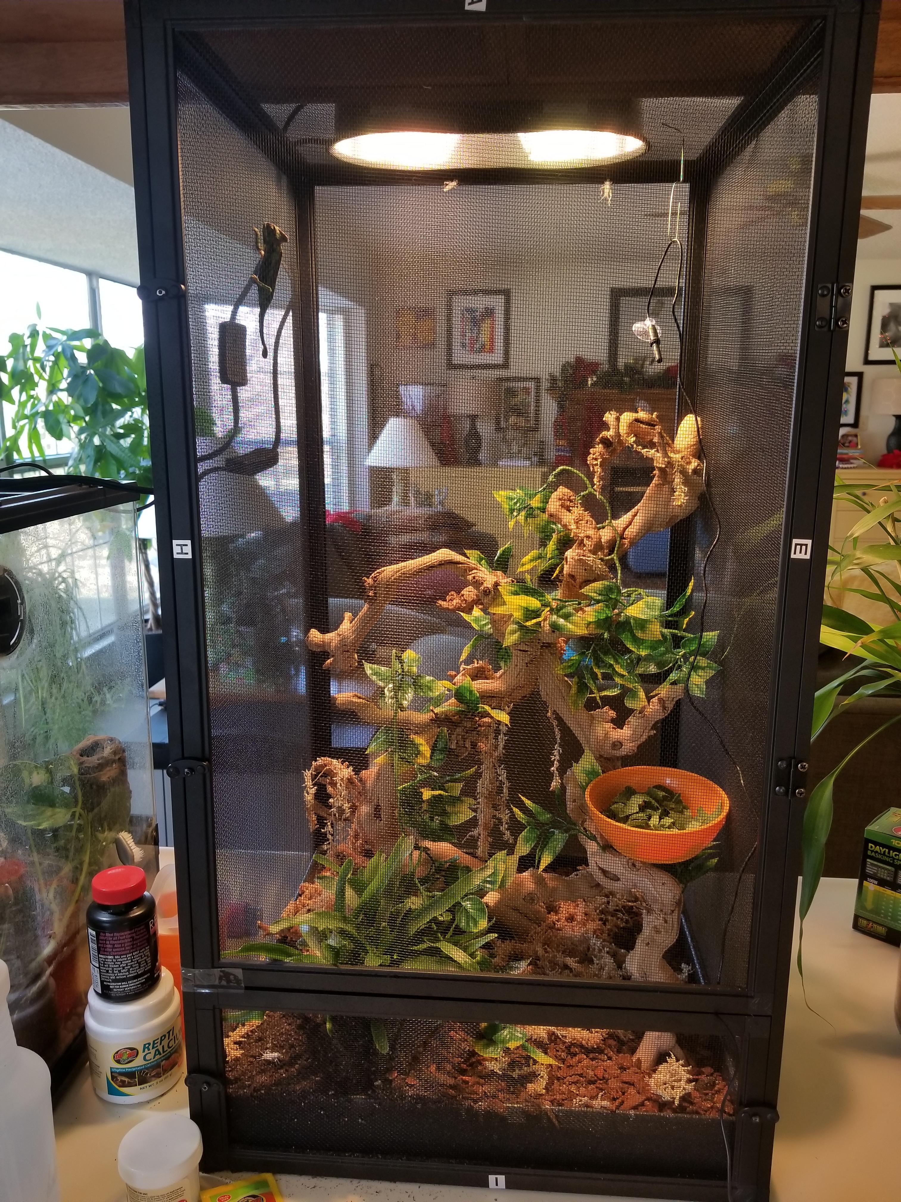 I am a first time chameleon owner. Recently my baby Jacksons chameleon died and we have no idea