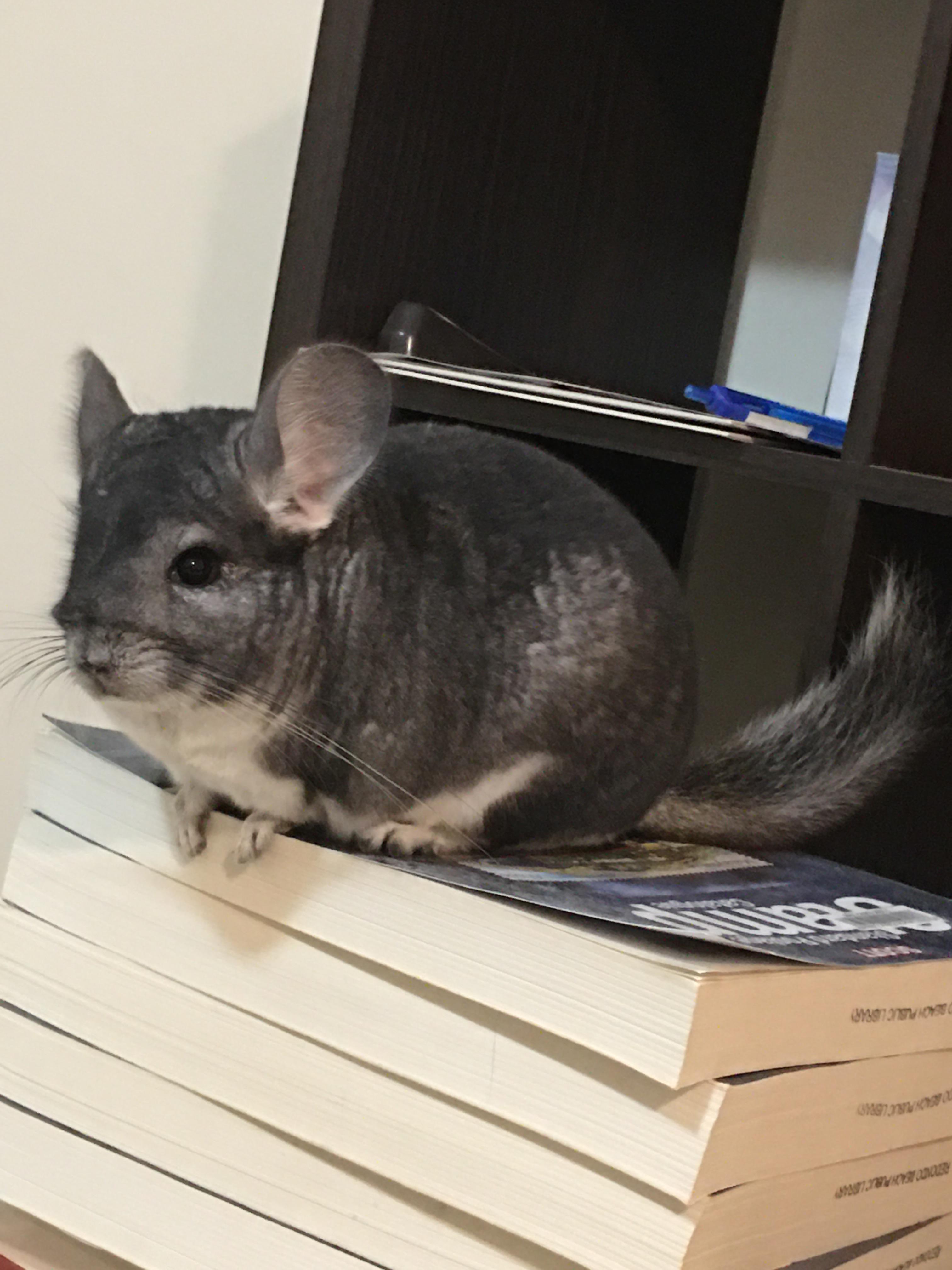 Hey, I just started using my reddit account and was eager to join a chinchilla group, so this is