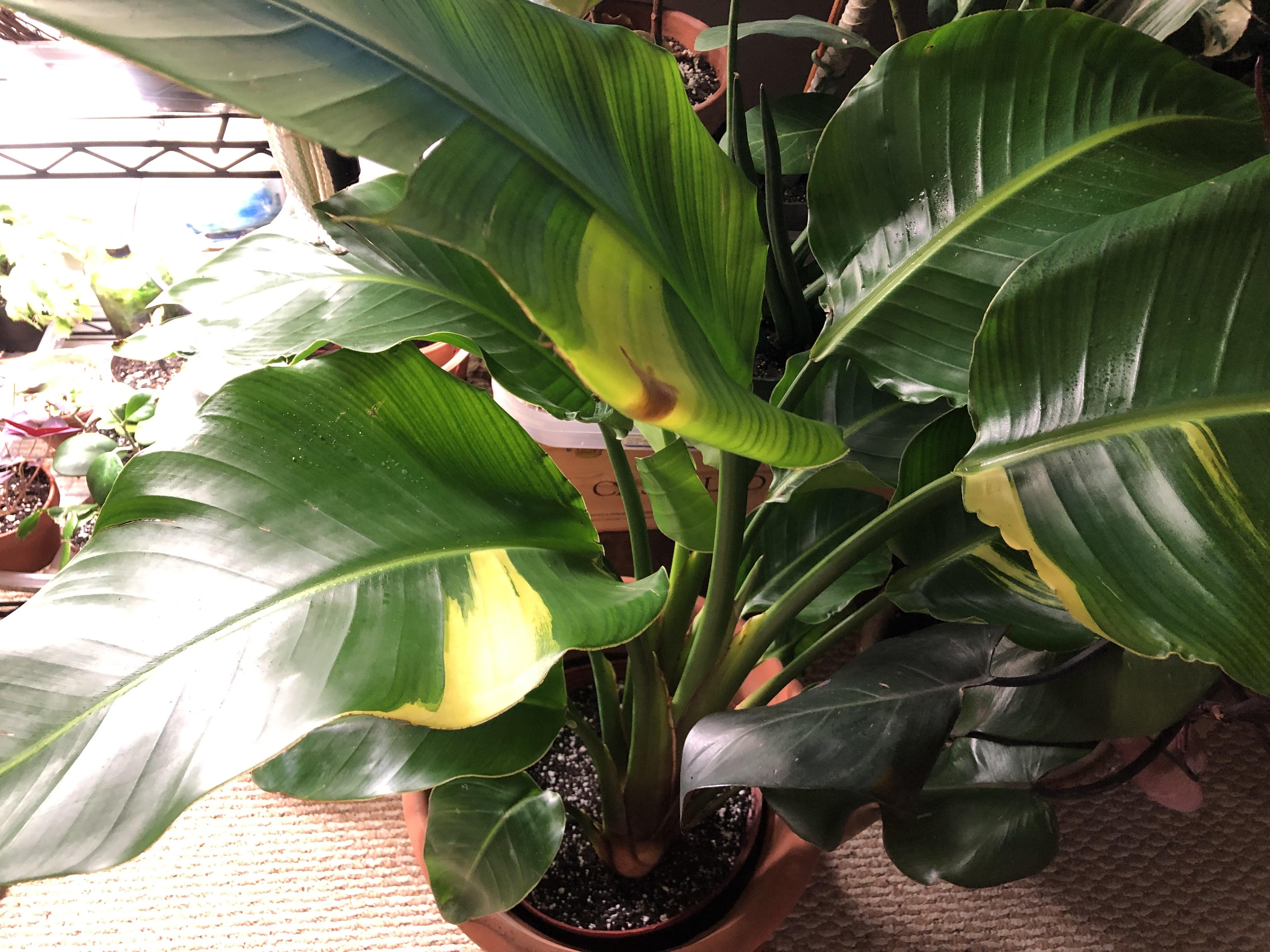 Found a variegated Bird of Paradise! I'm in love!! r/houseplants