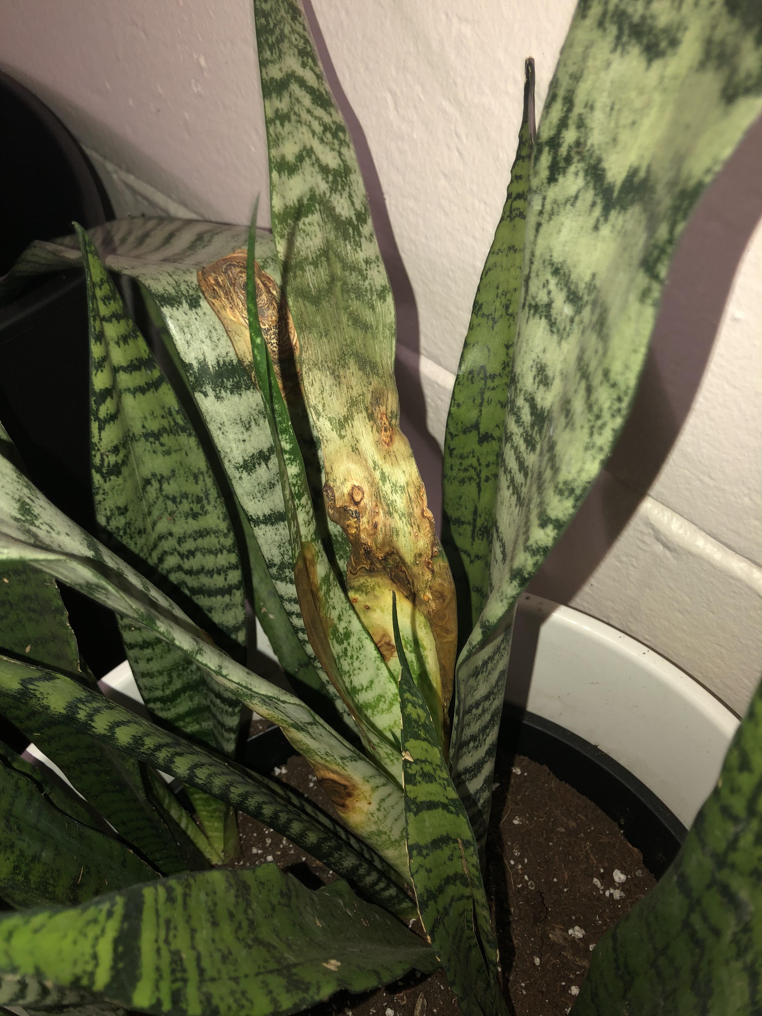 Snake plant I bought from aldi about a week ago. Looked fine when I