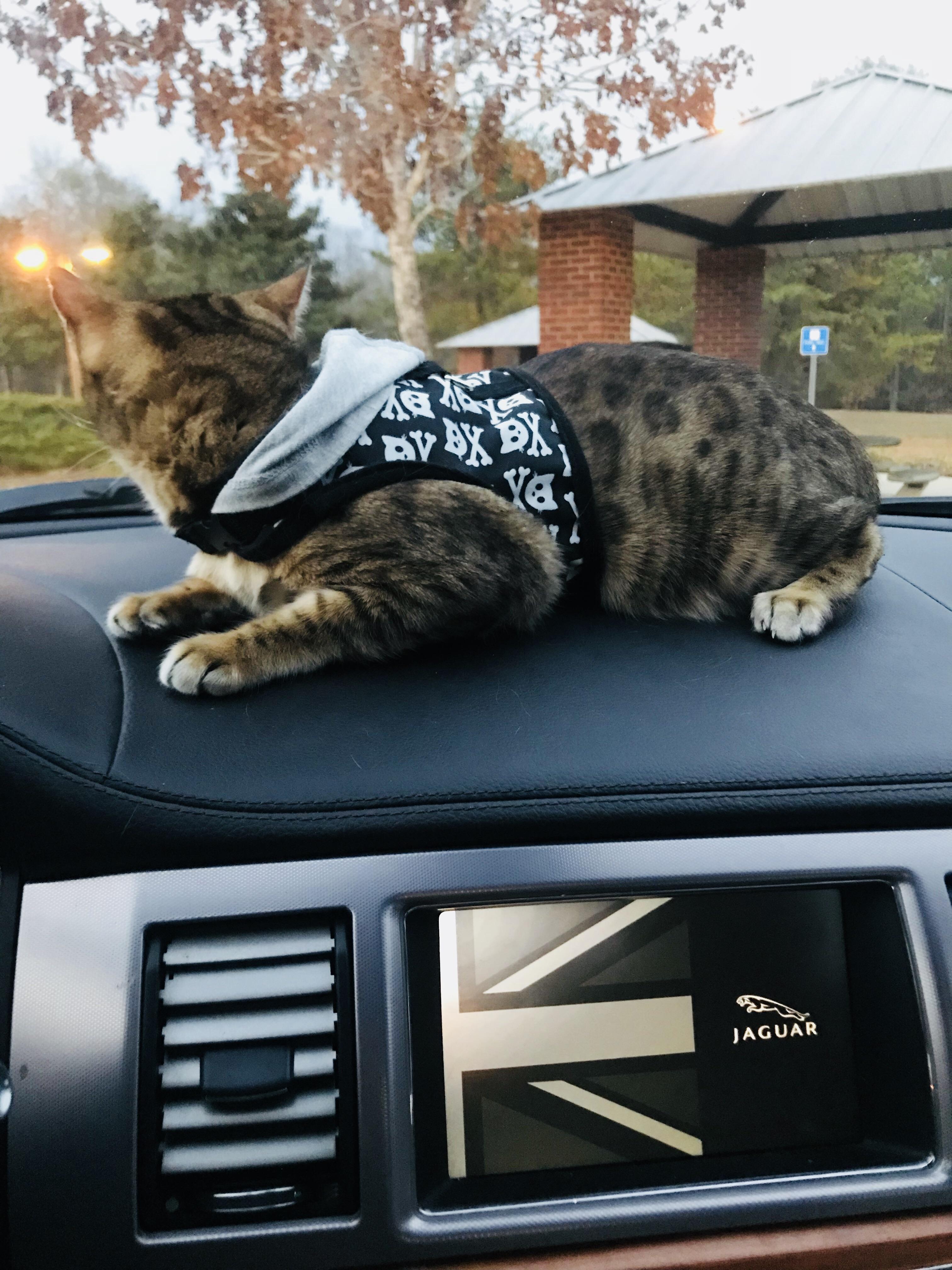 She’s a pretty awesome travel companion, but she INSISTS on being able