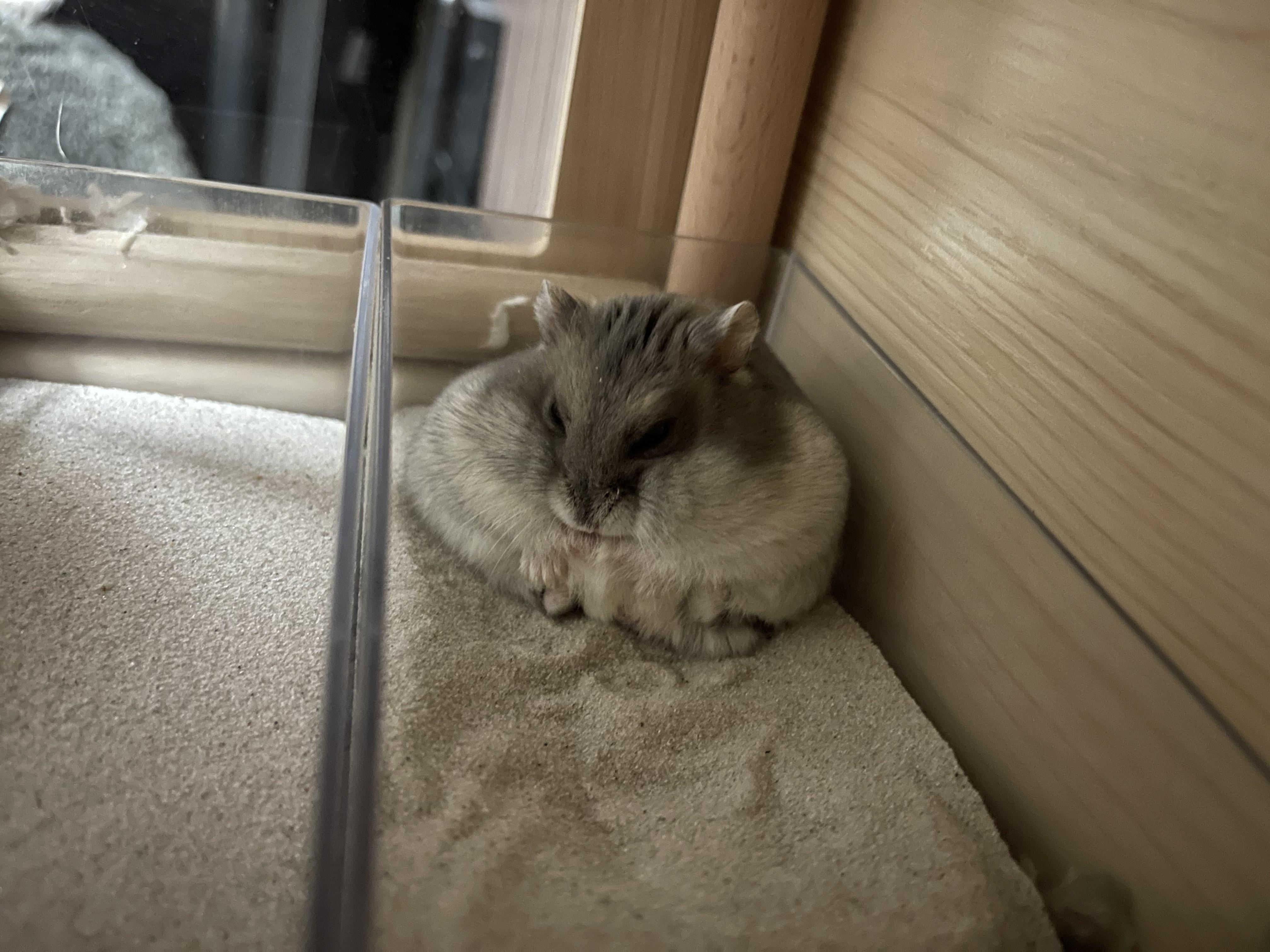 Big ball of fluffy hamster r/PuddleAnimals