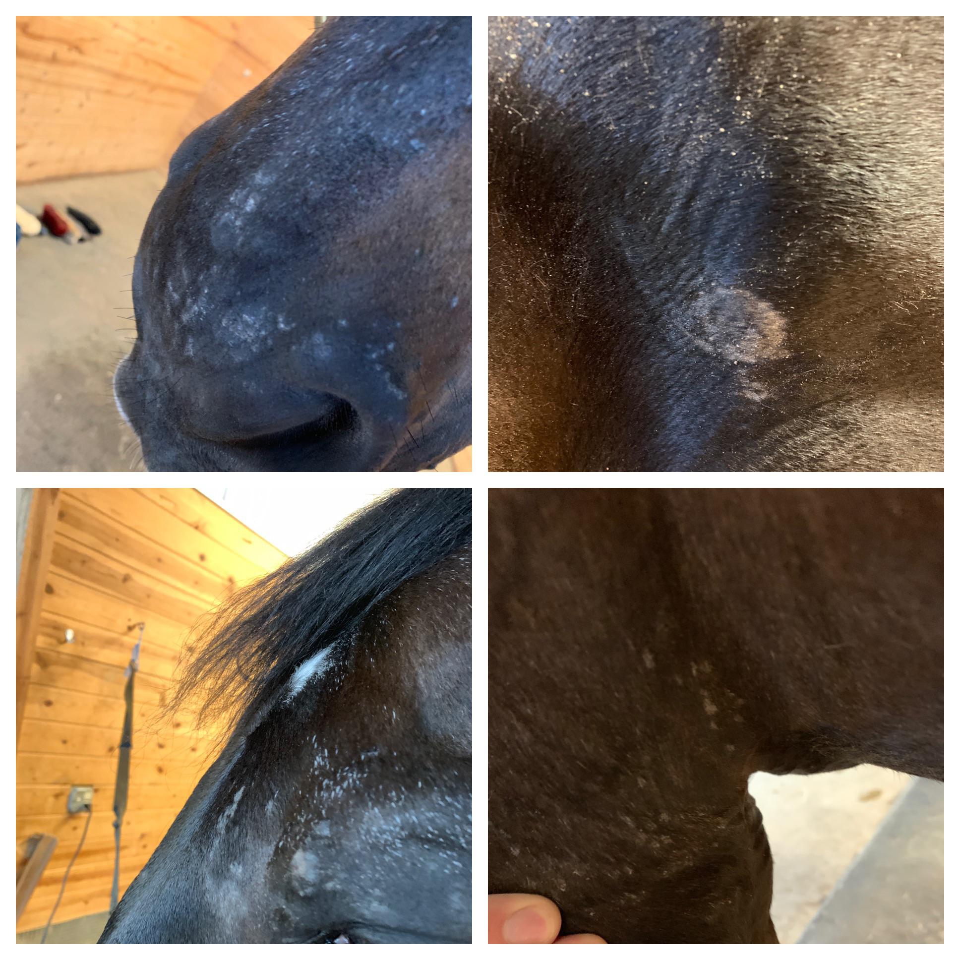 Any idea what this skin issue is? My horse has had this for years. He