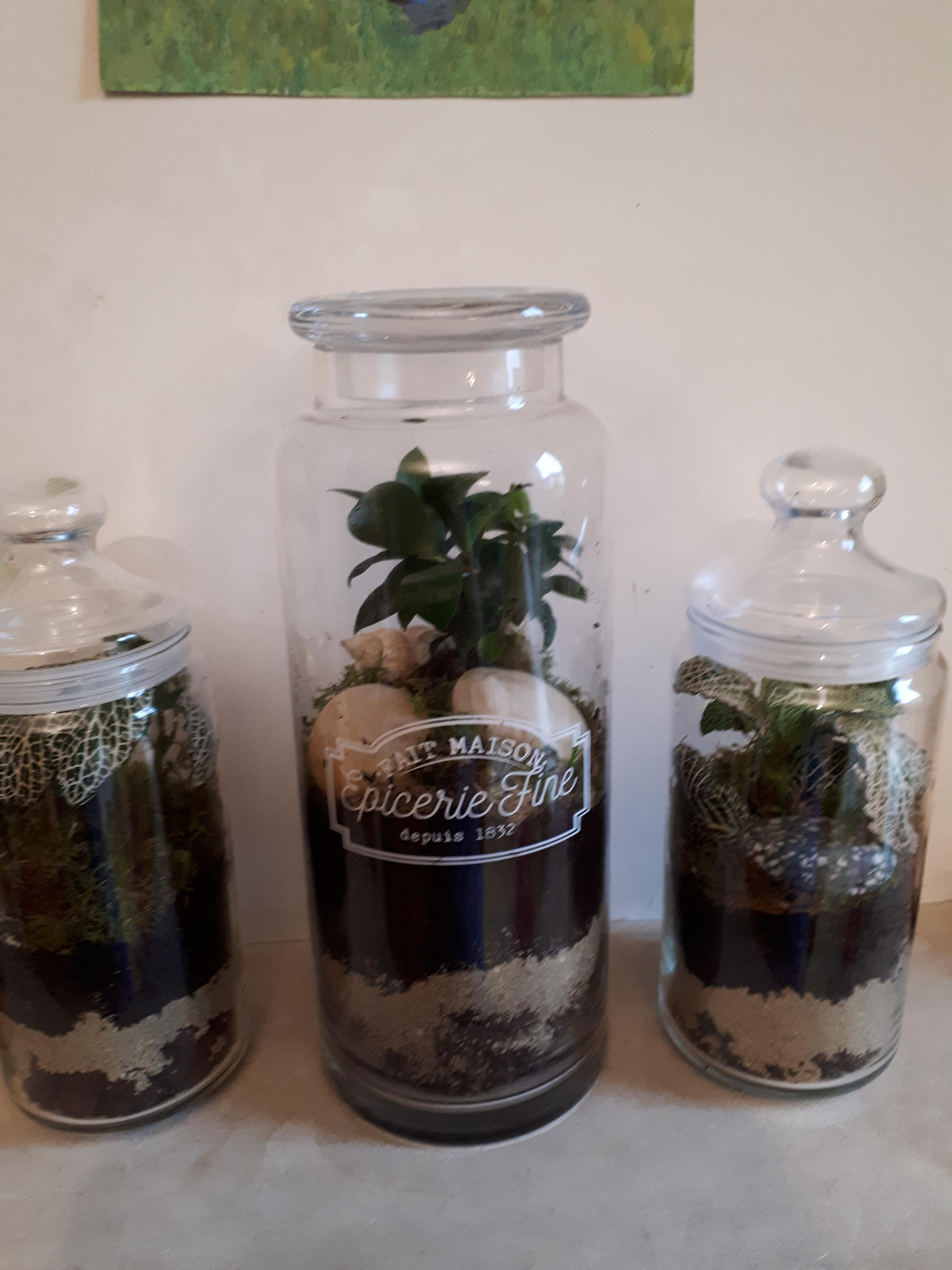 First try at a closed terrarium. Followed reddit's advice by not