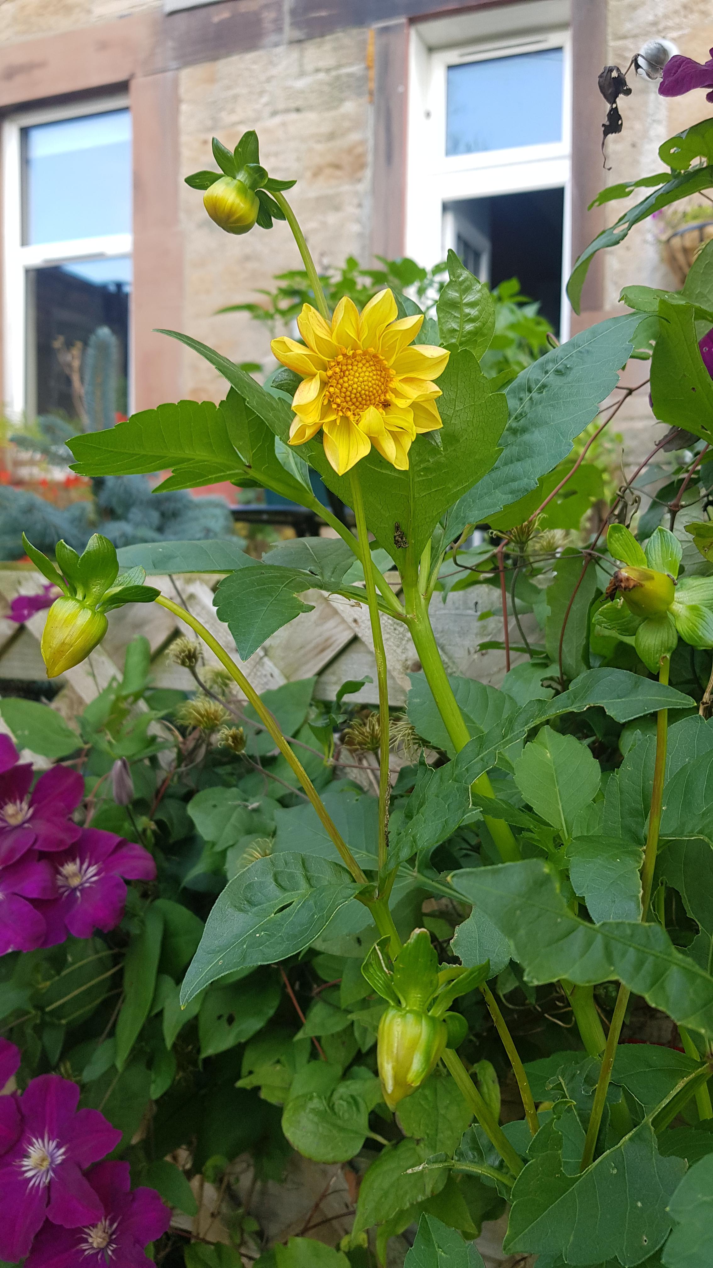 My first dahlia, no idea what it is, came in a mixed bag of bulbs
