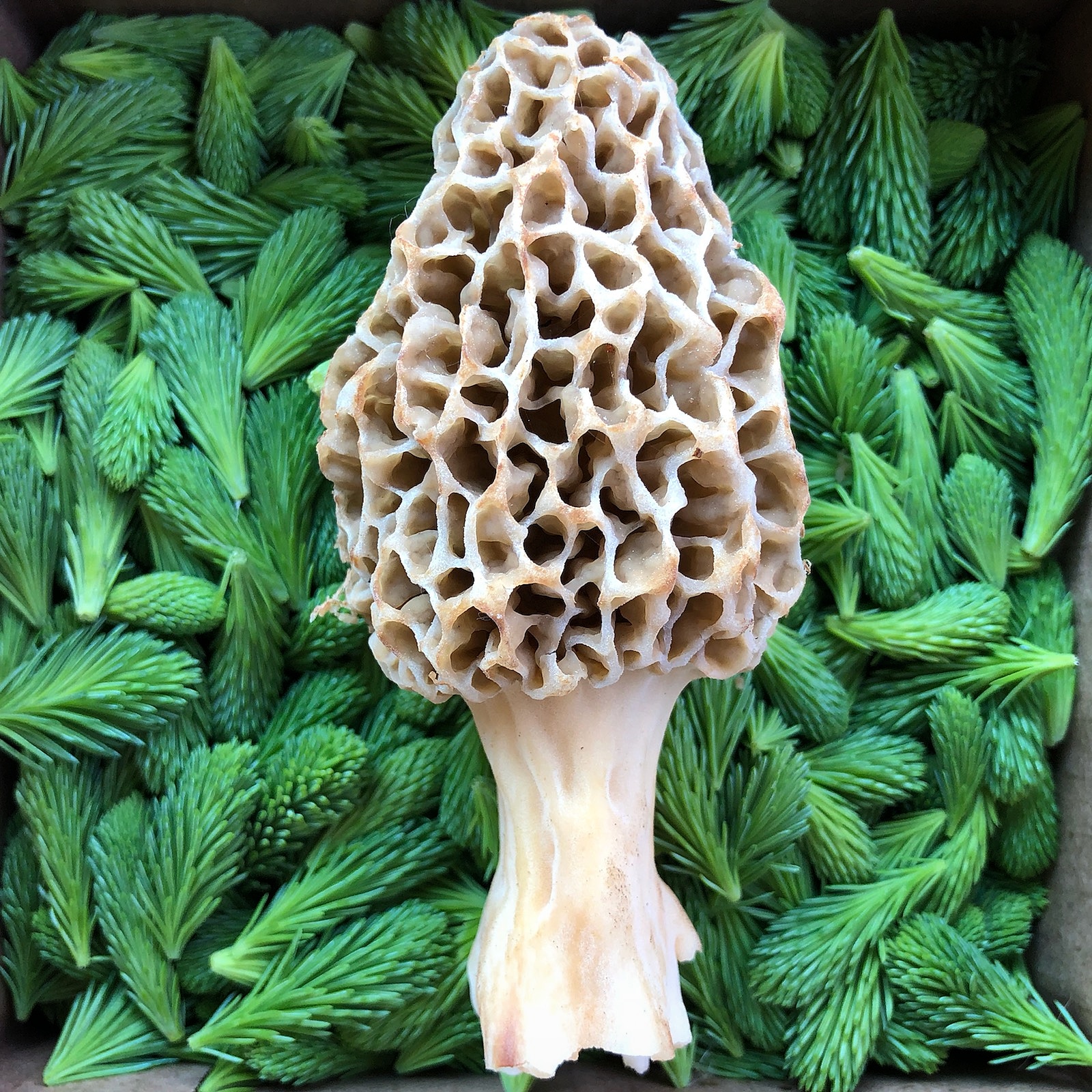 Spruce tips and a massive Morel. r/foraging