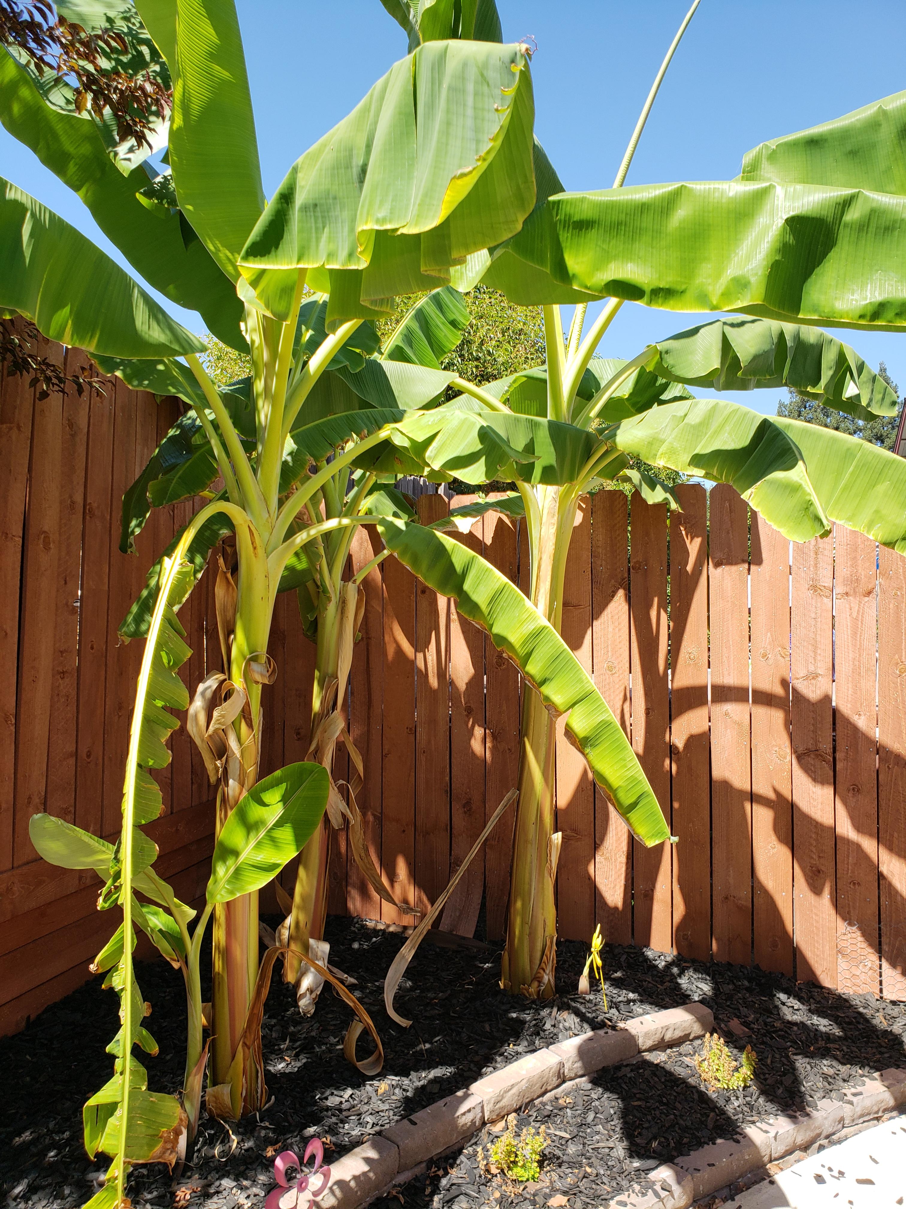 Planted banana trees earlier this year, now baby trees are sprouting