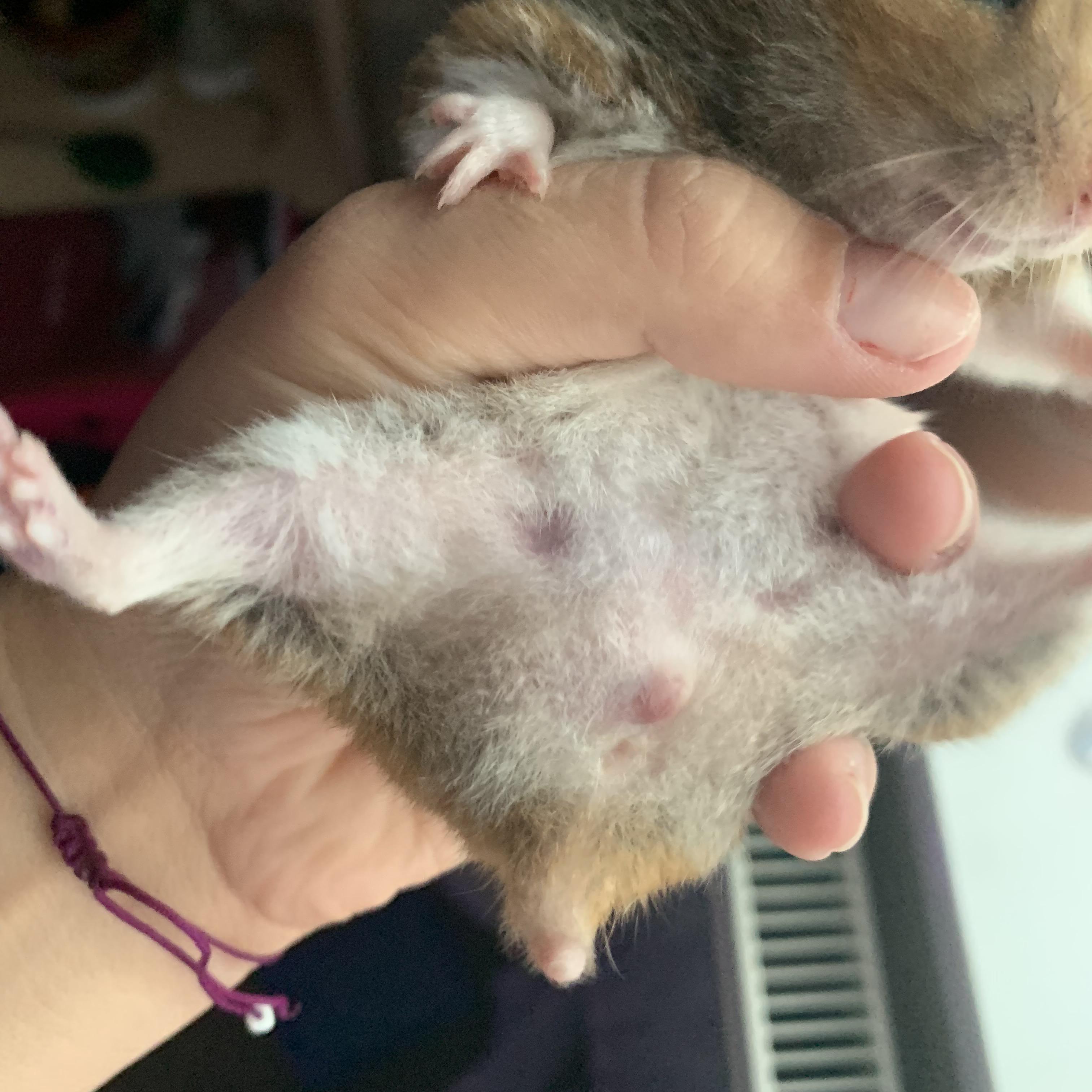 Can someone please help... my female hamsters lady parts are slightly