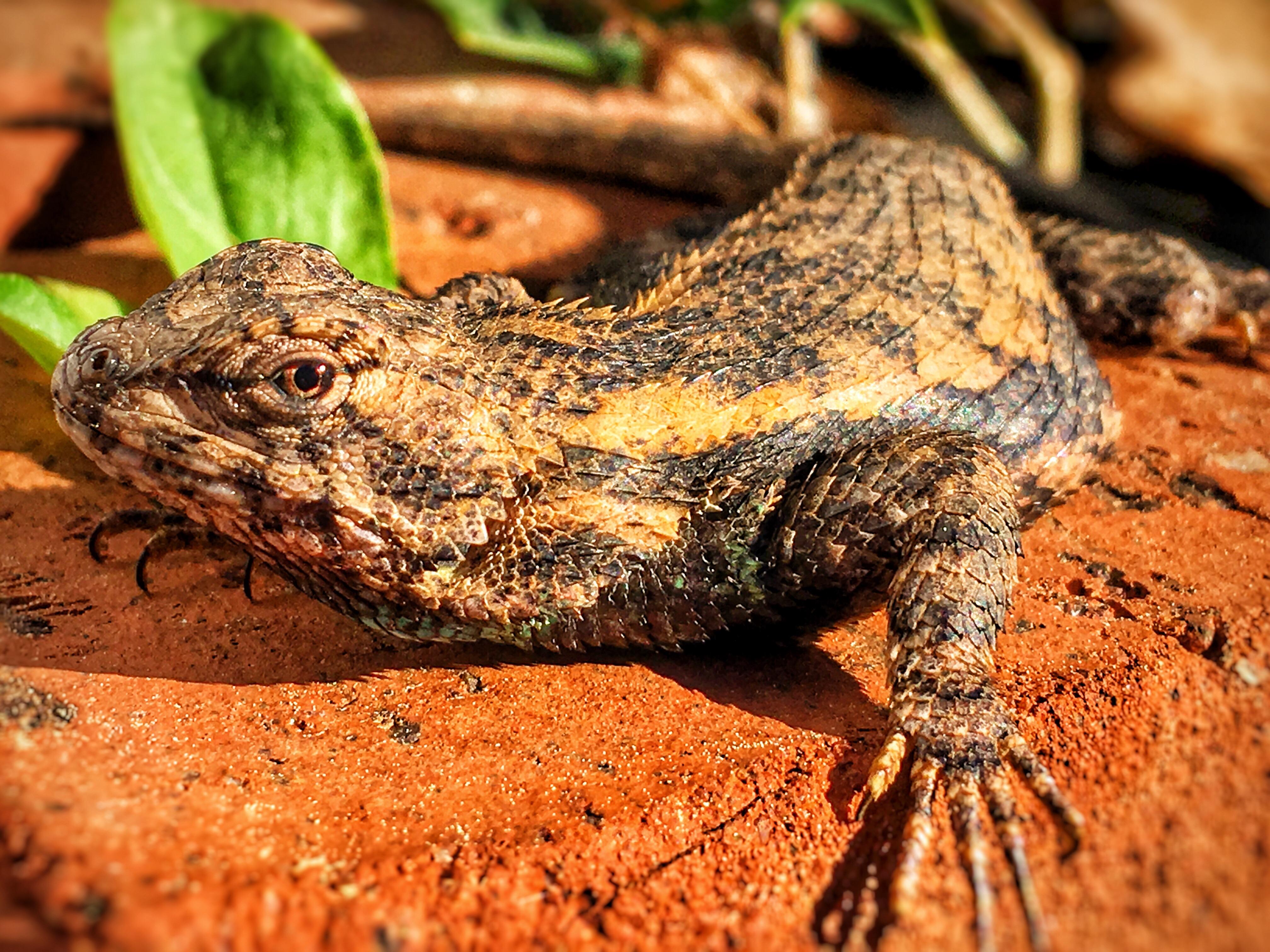 Eastern Fence Lizard r/reptiles