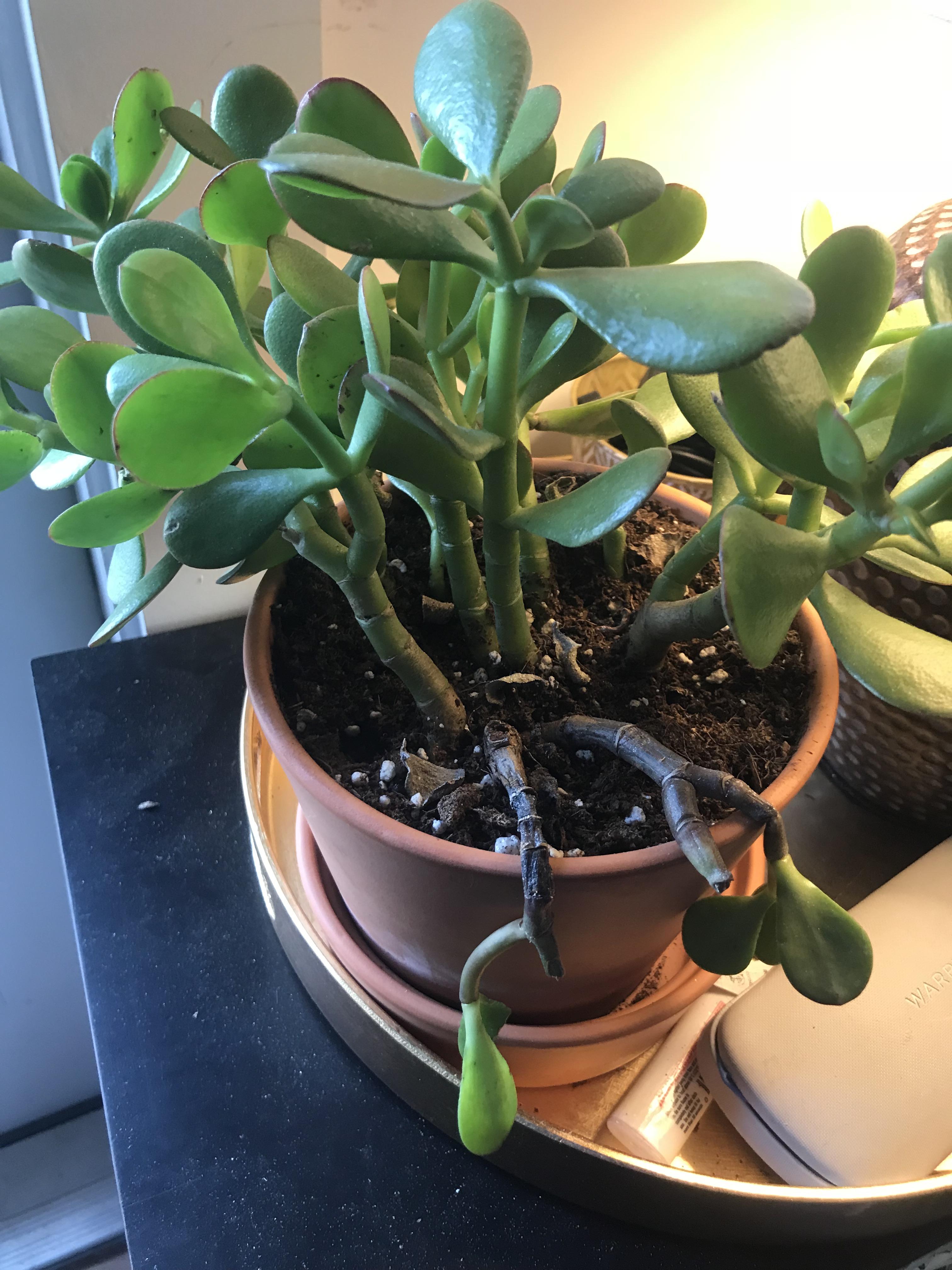 Why is half my plant dying?