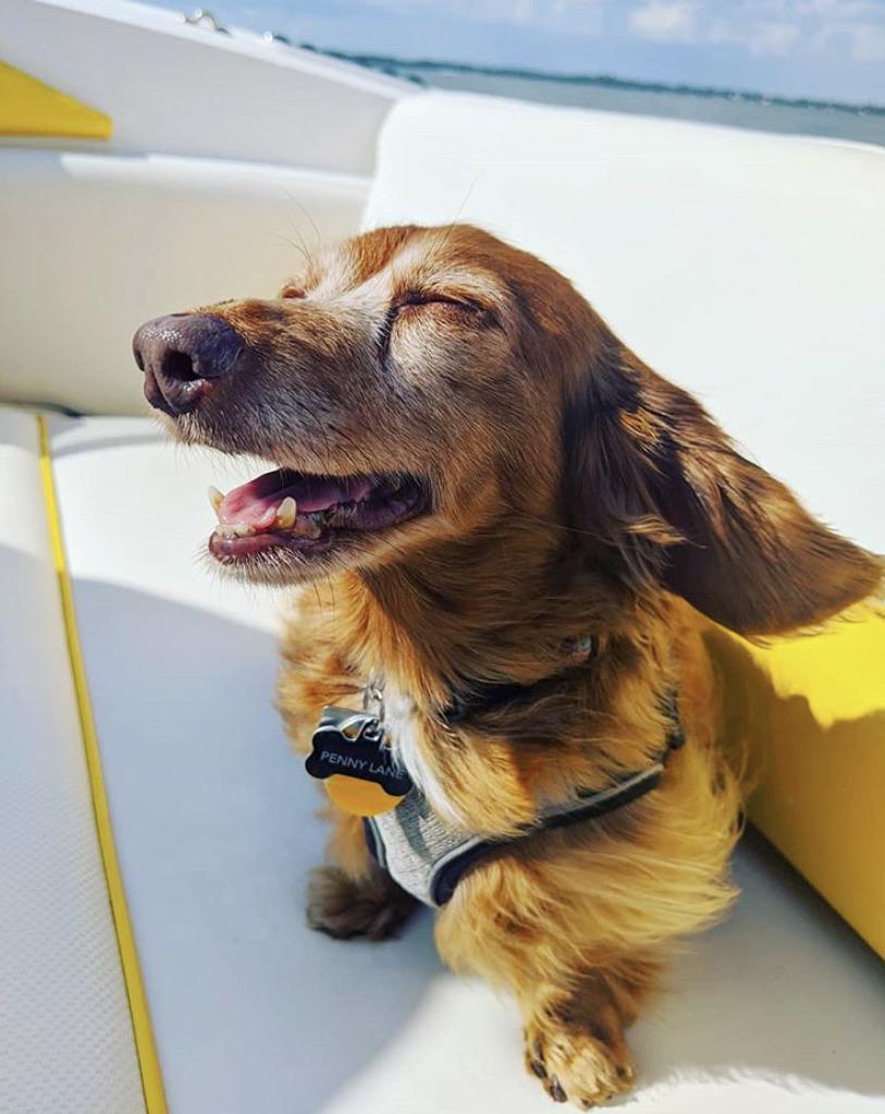 This 10 year old lady and her roommate (our 10 year old dachshund boy