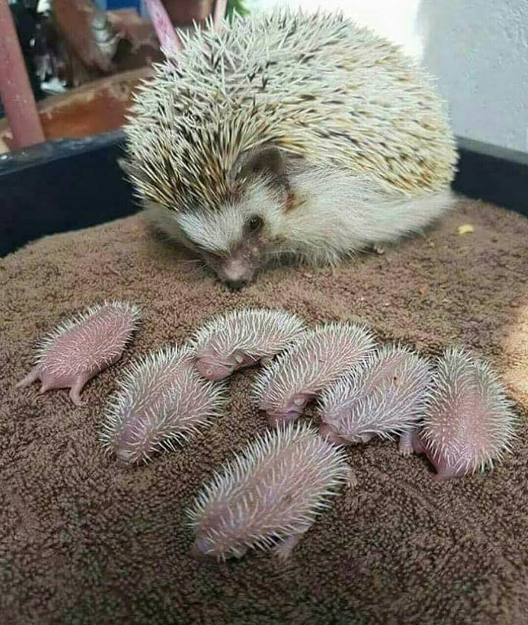 🔥 Chicken hedgehogs r/aww