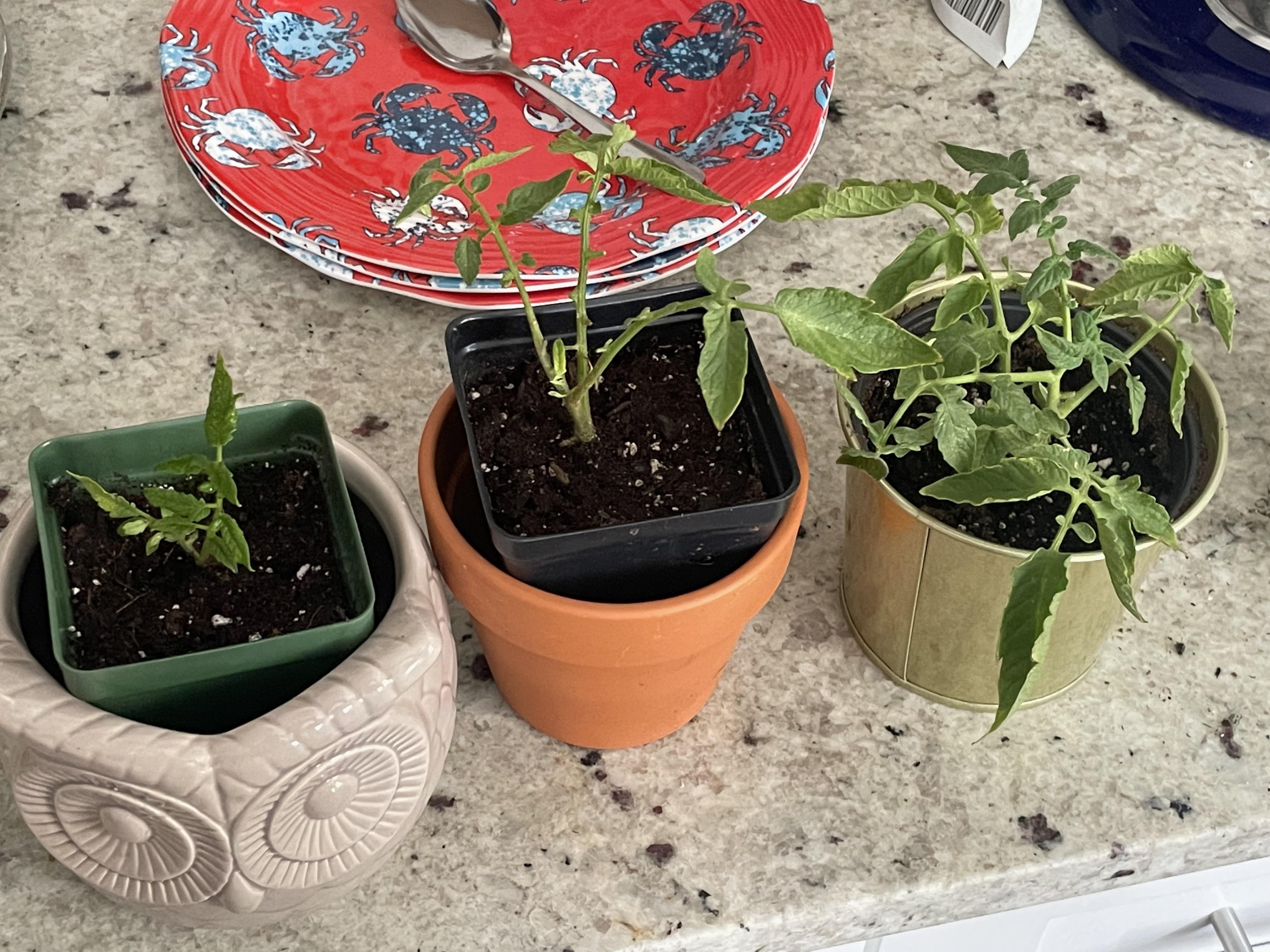 Tomato plant clippings rooted well wondering when i can put them in