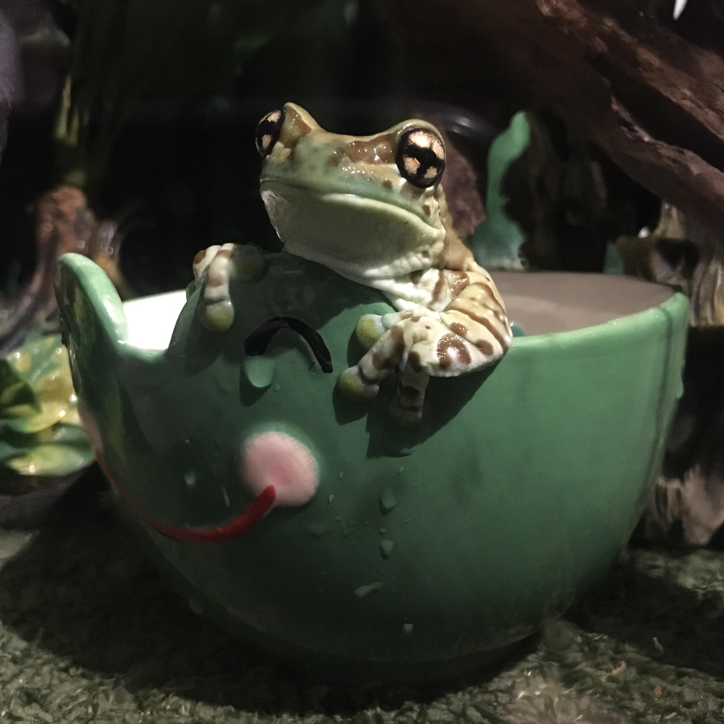 a frog in a frog bowl r/frogs