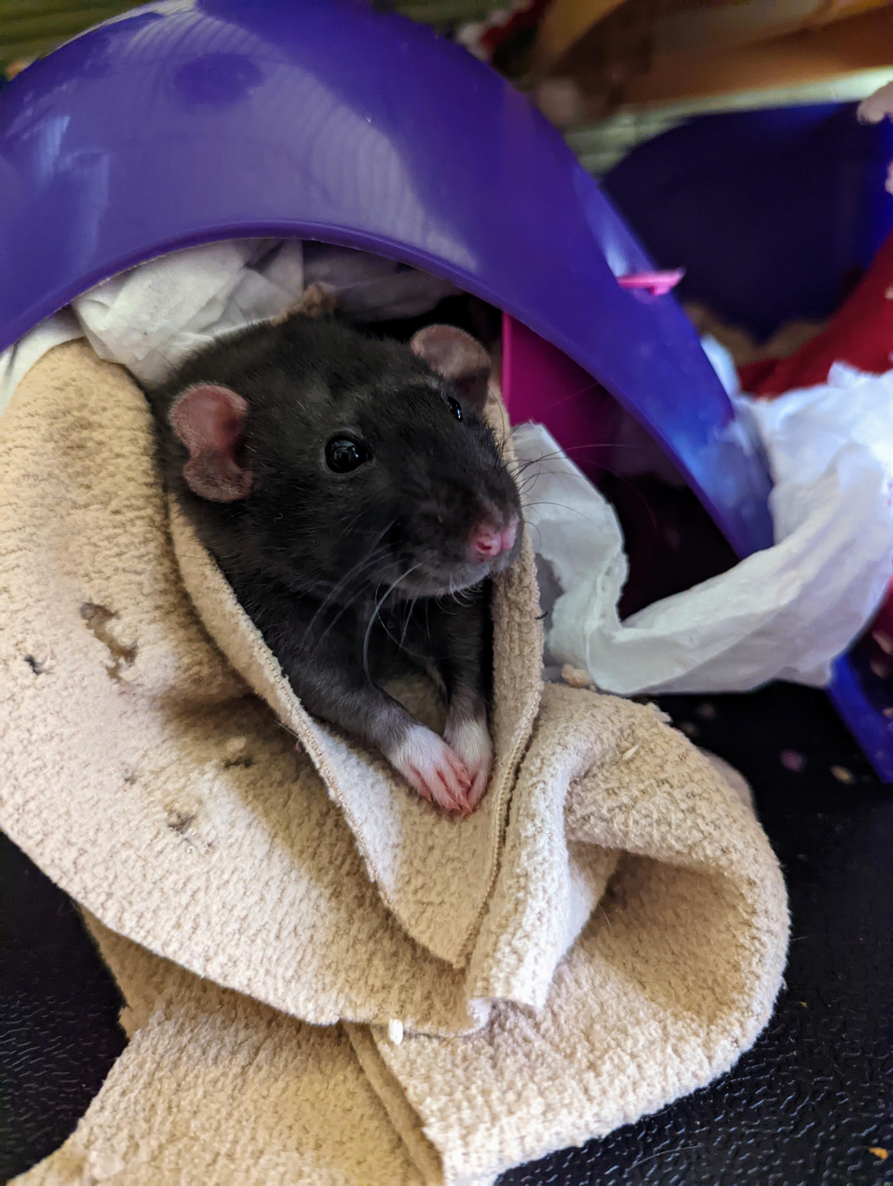 Today I ran into my burning house to rescue this little turd who was