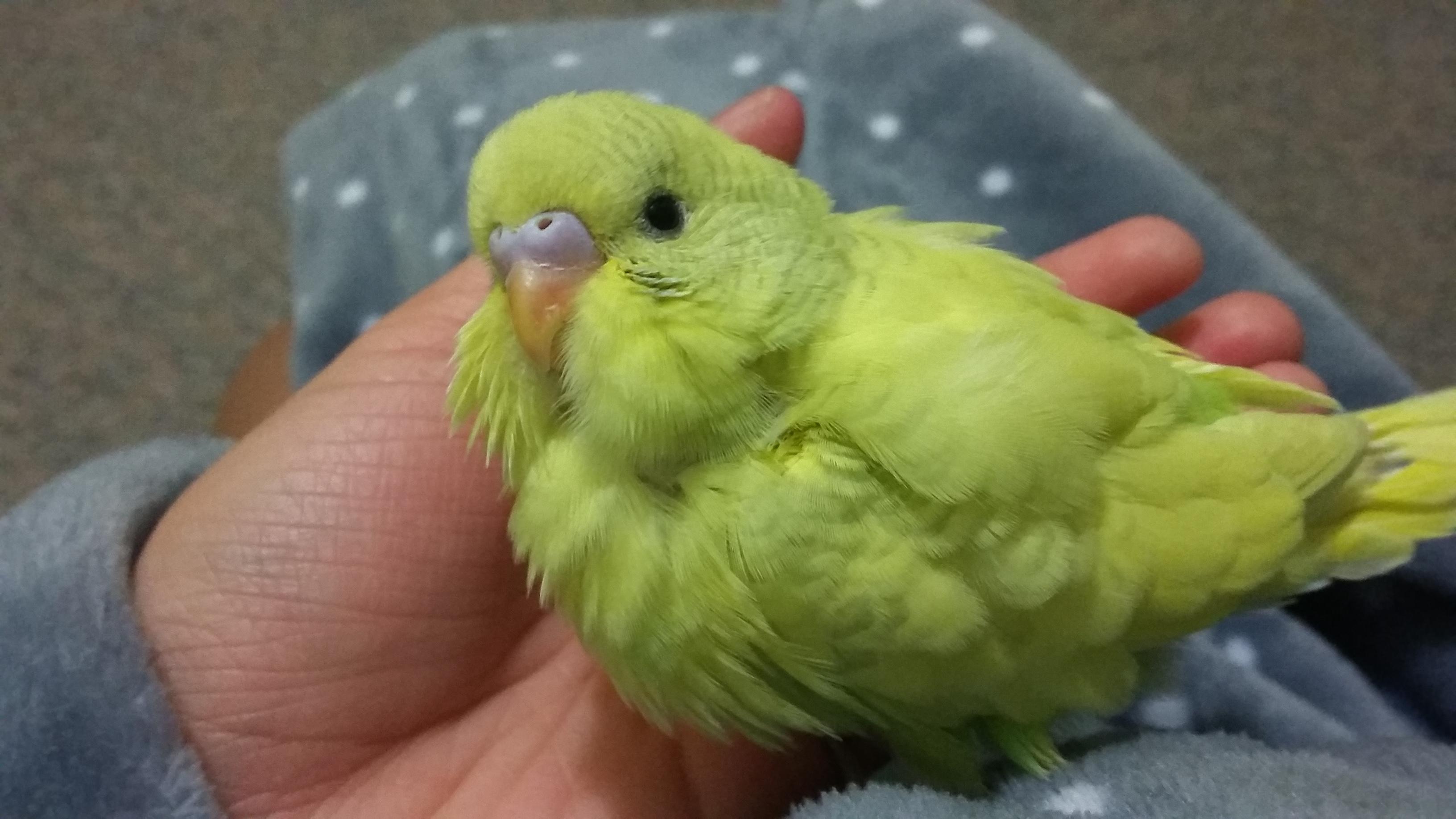 They grow up too fast! One month old baby budgie who looks a lot like a