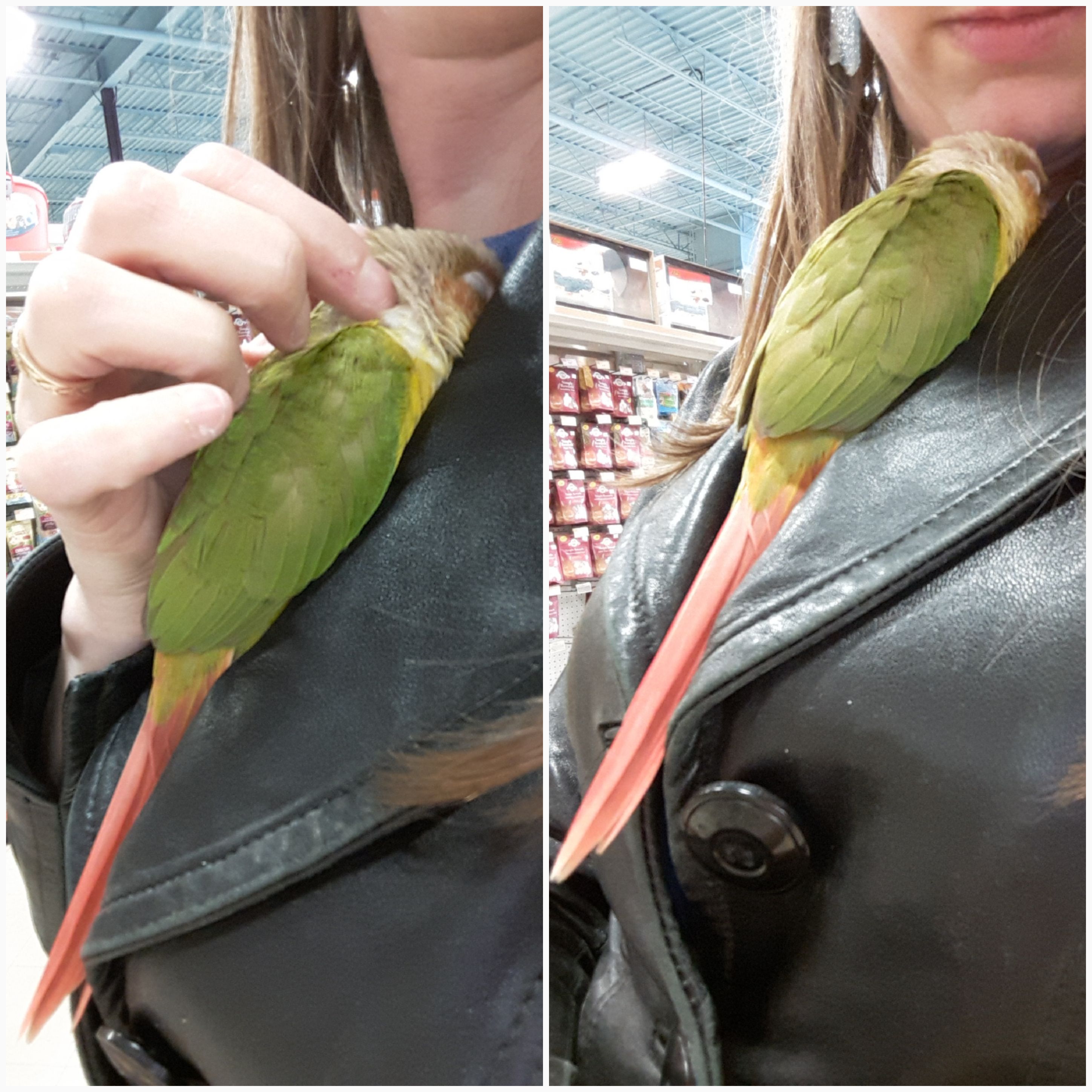 Made an adorable friend at the pet store. r/parrots