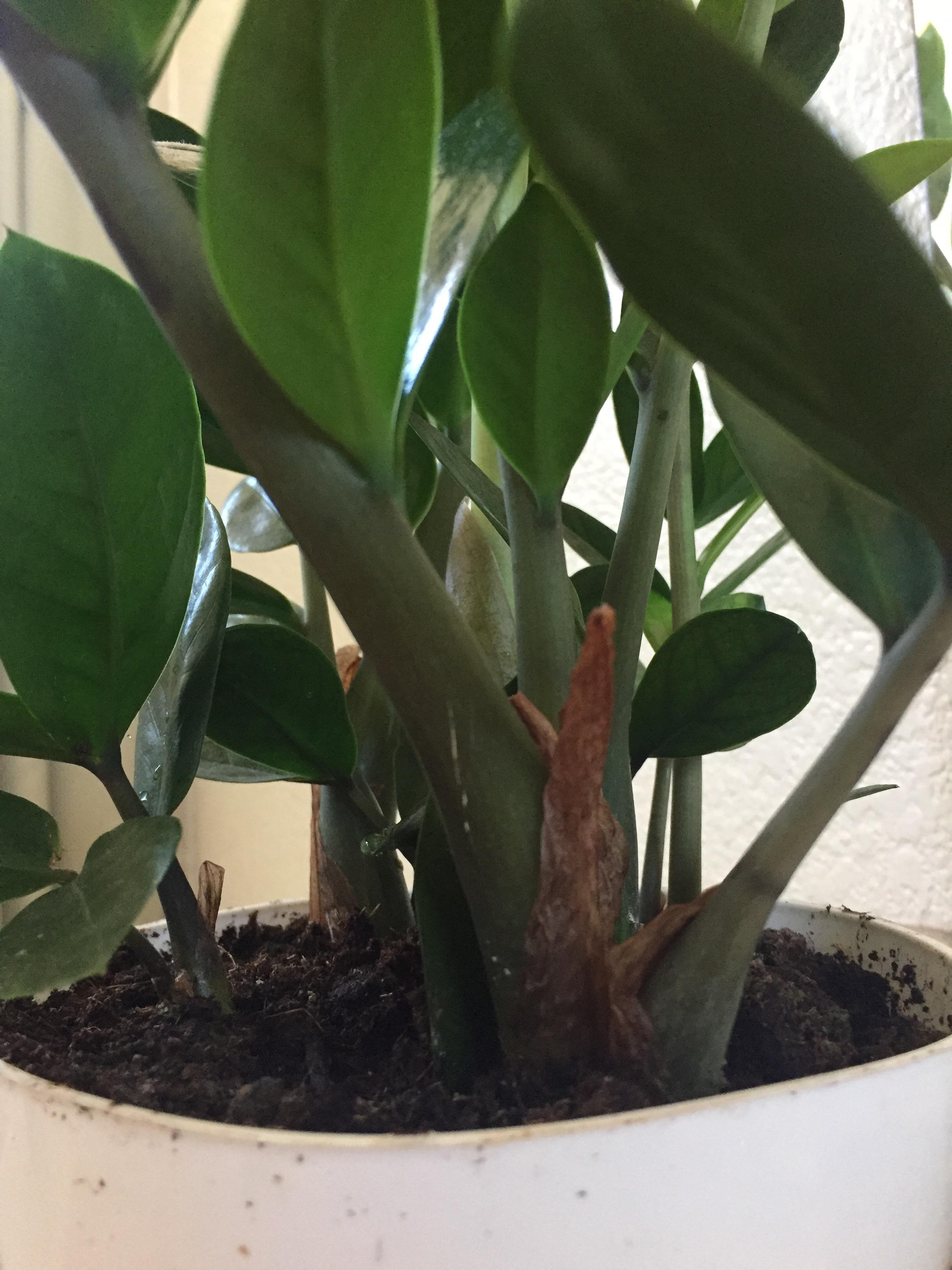 This is my ZZ plant. He’s looking beautiful but is it okay that these