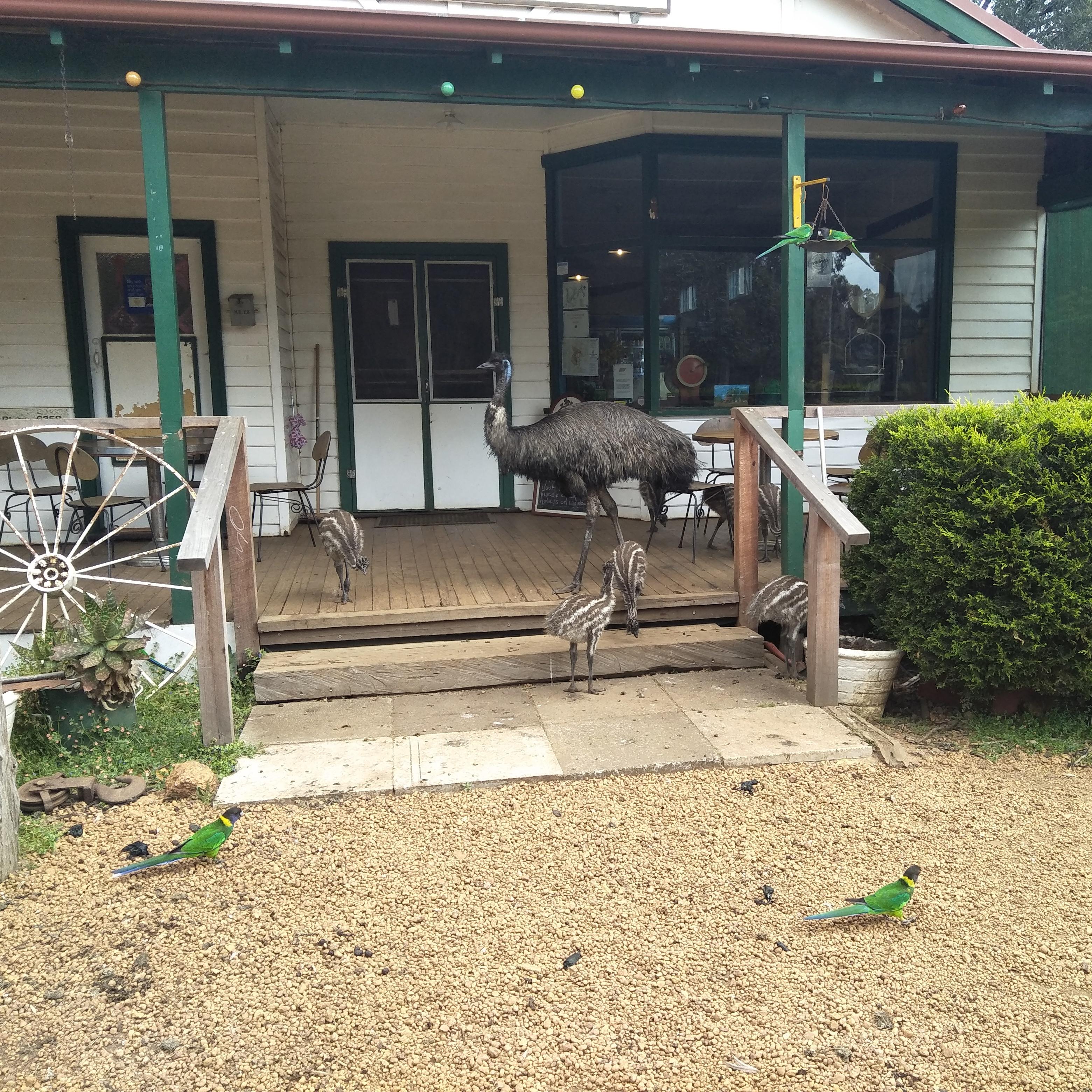 Just your average day at the Donnelly River general store, Western