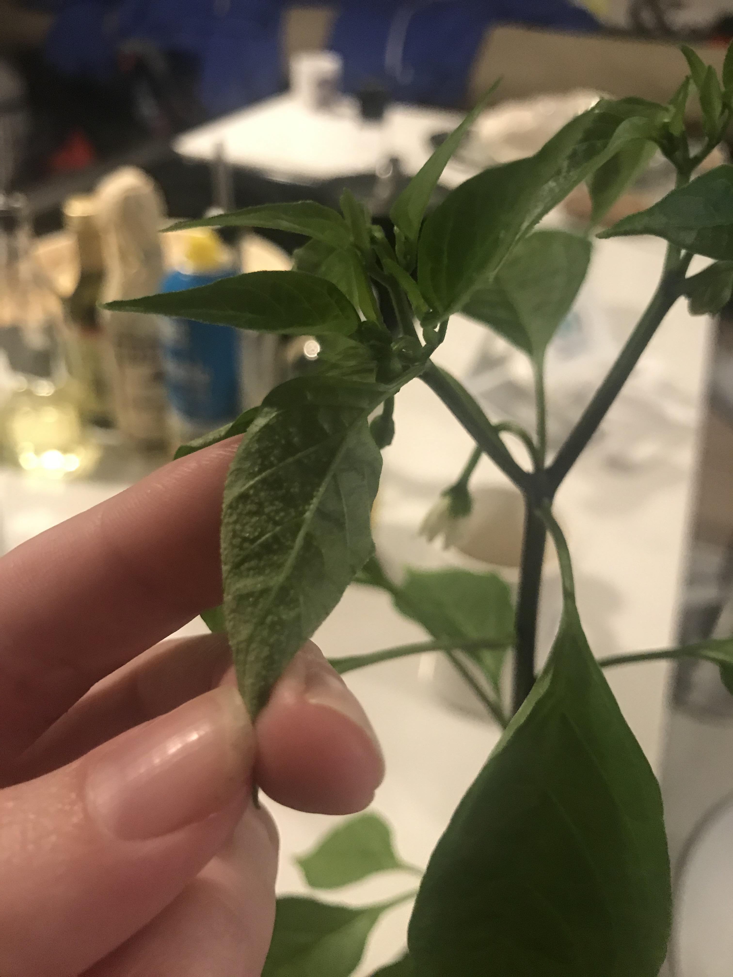 Help!!! My cayenne and thai peppers have this white texture on their