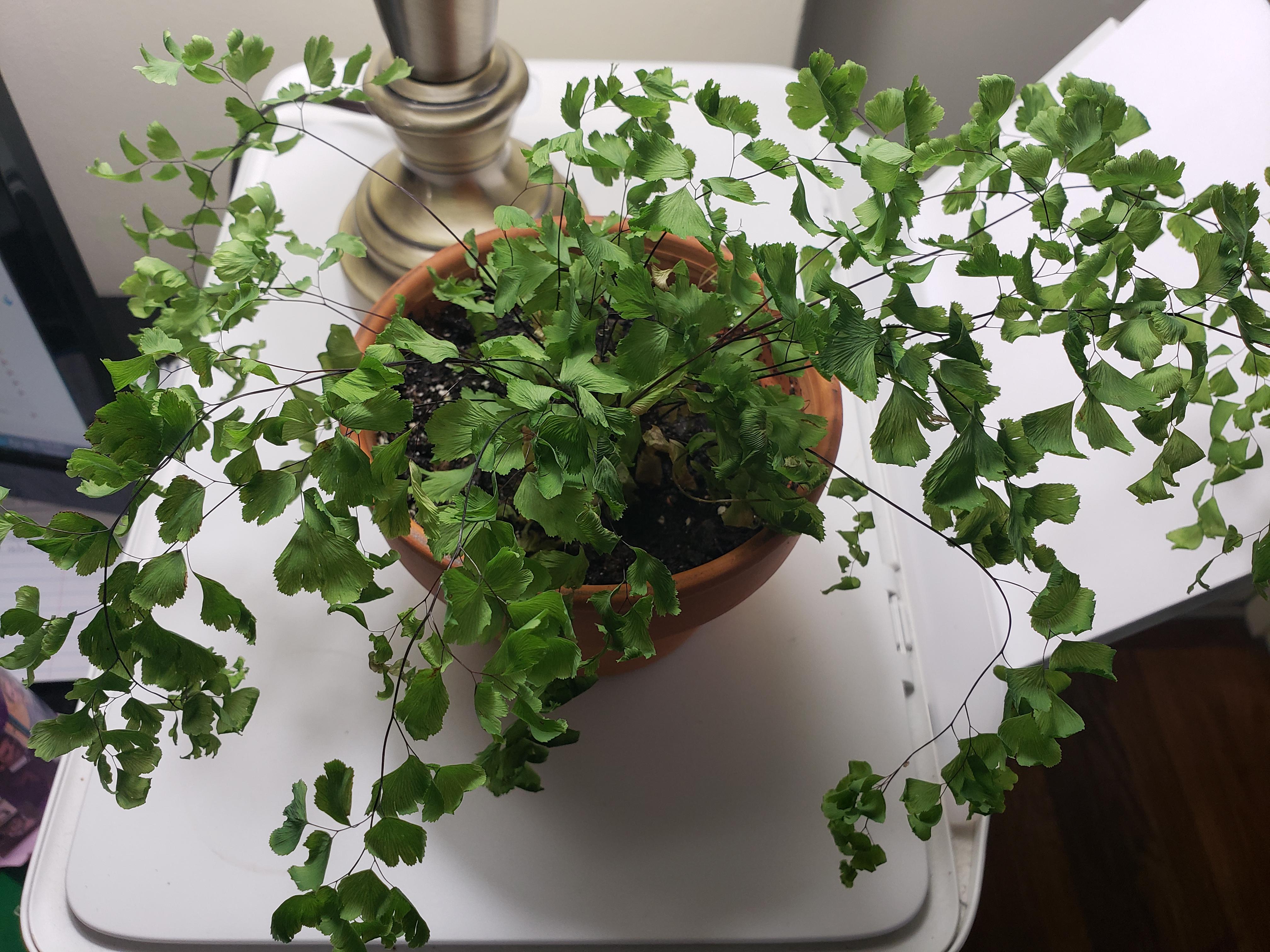 What happened to my maidenhair fern? I've had it for about 6 weeks, it