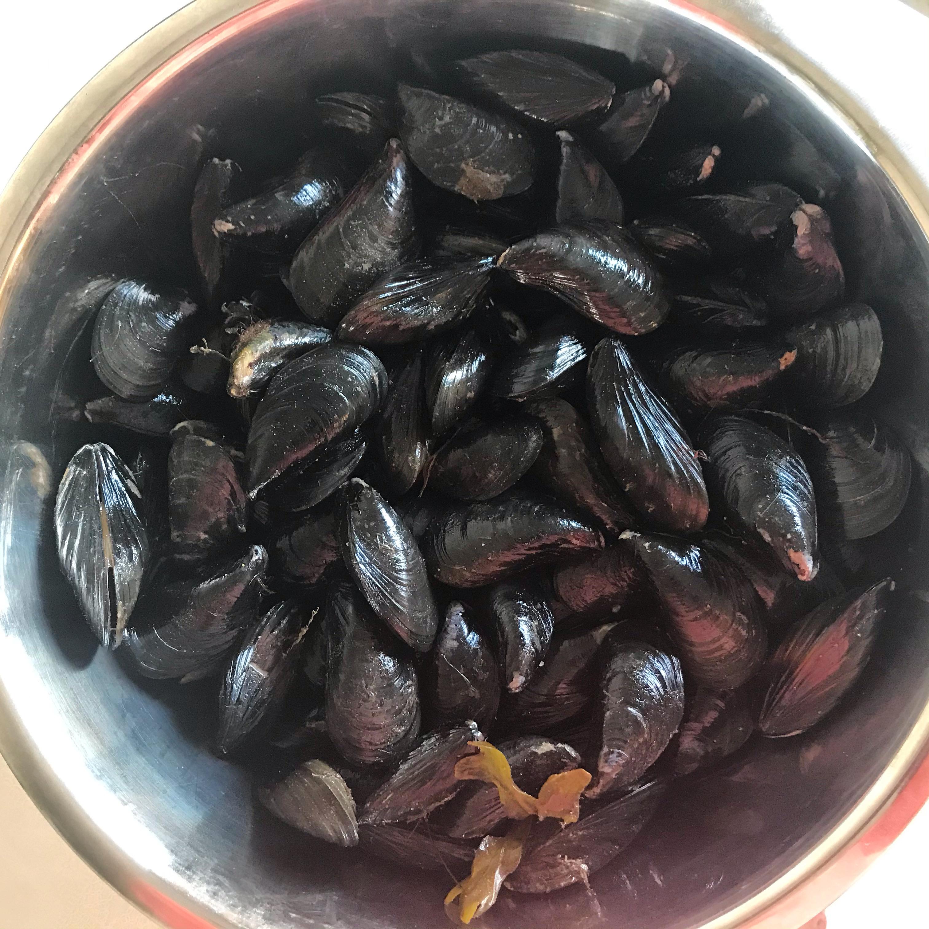 Our first harvest of wild mussels this year! My favourite thing to