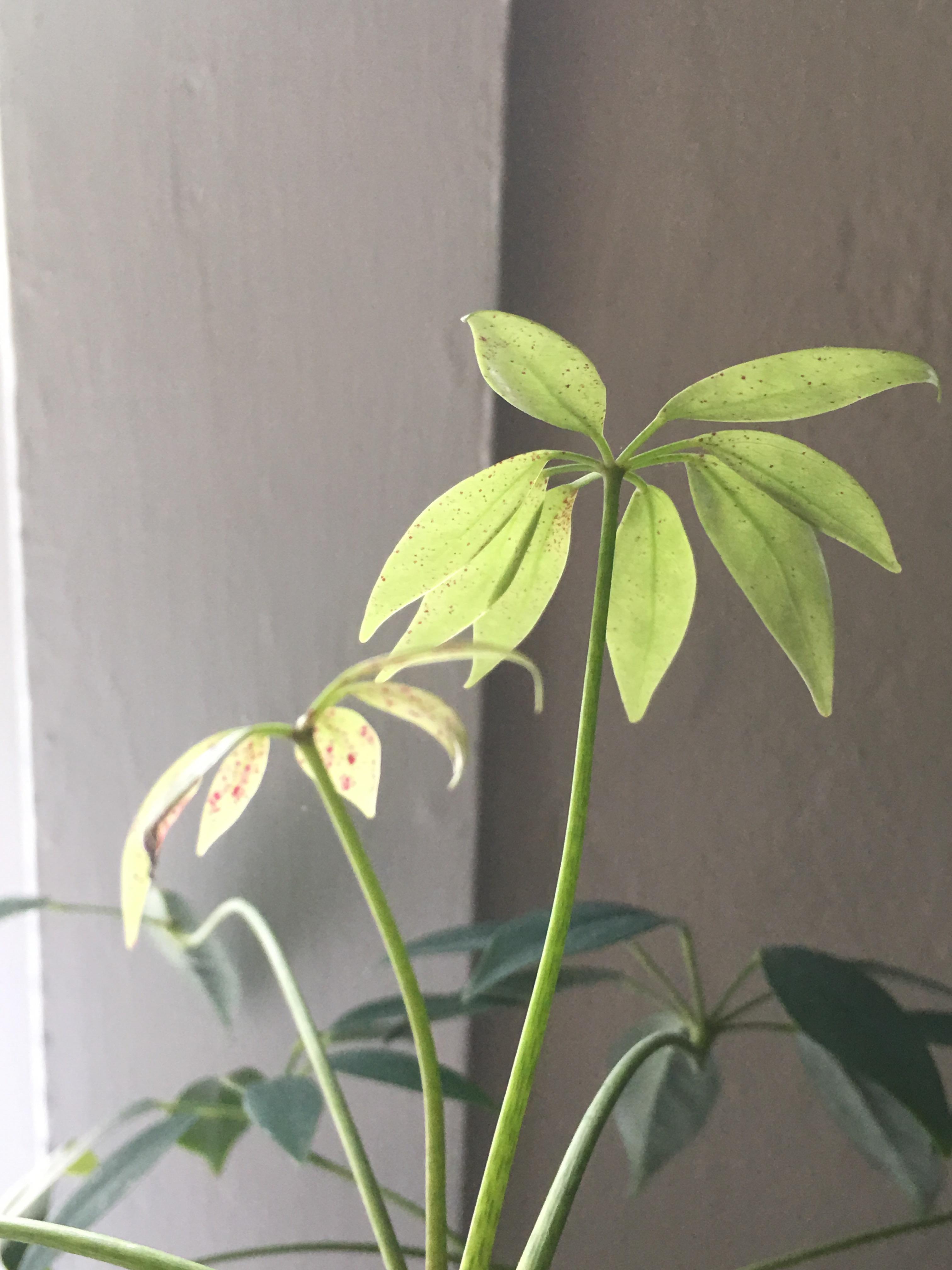 dwarf umbrella tree showing spots! chicken pox? disease? lack of nutrients? please help! r