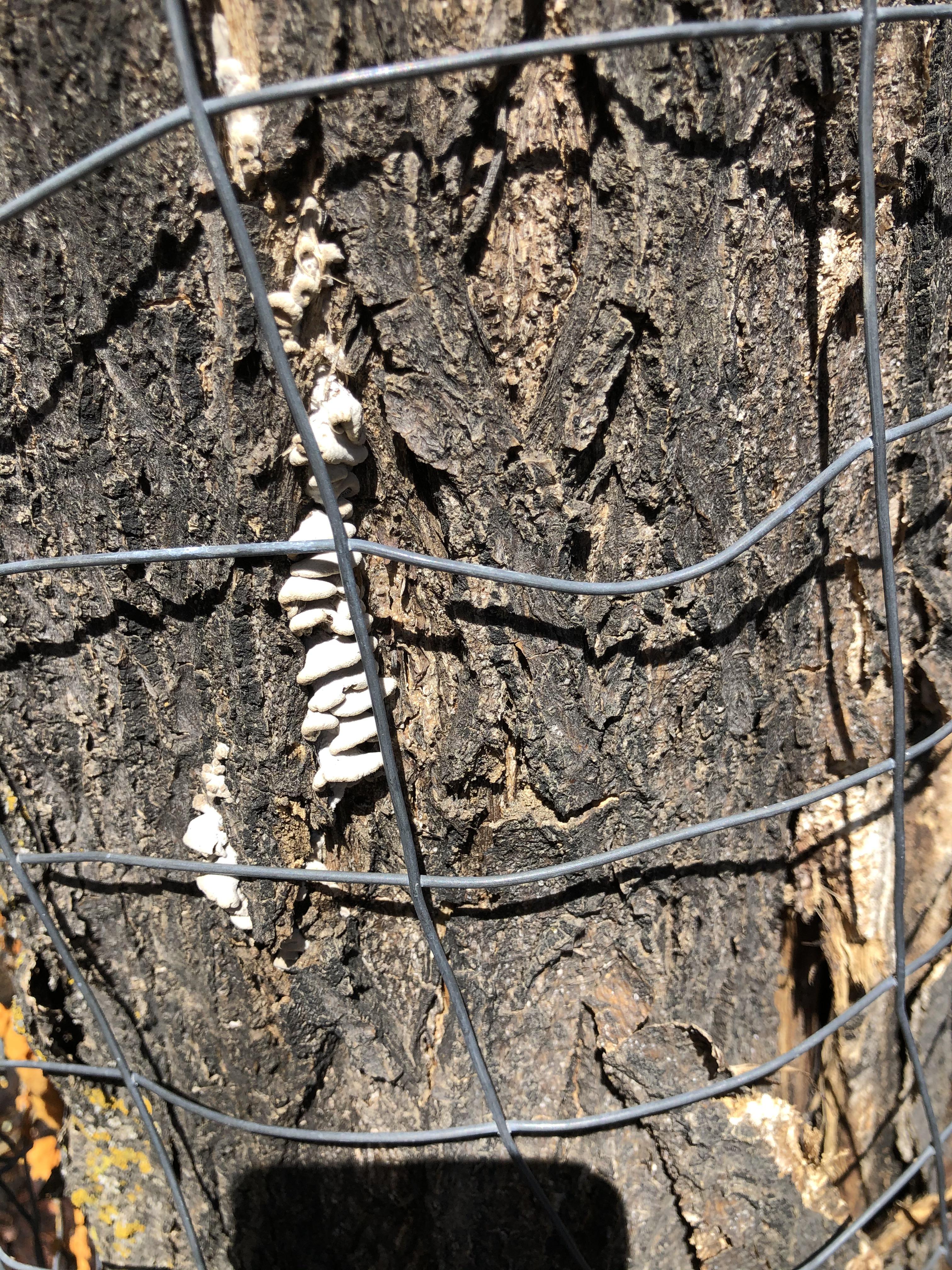 What is this growing on my tree? ( my tree is dying, how do I get rid