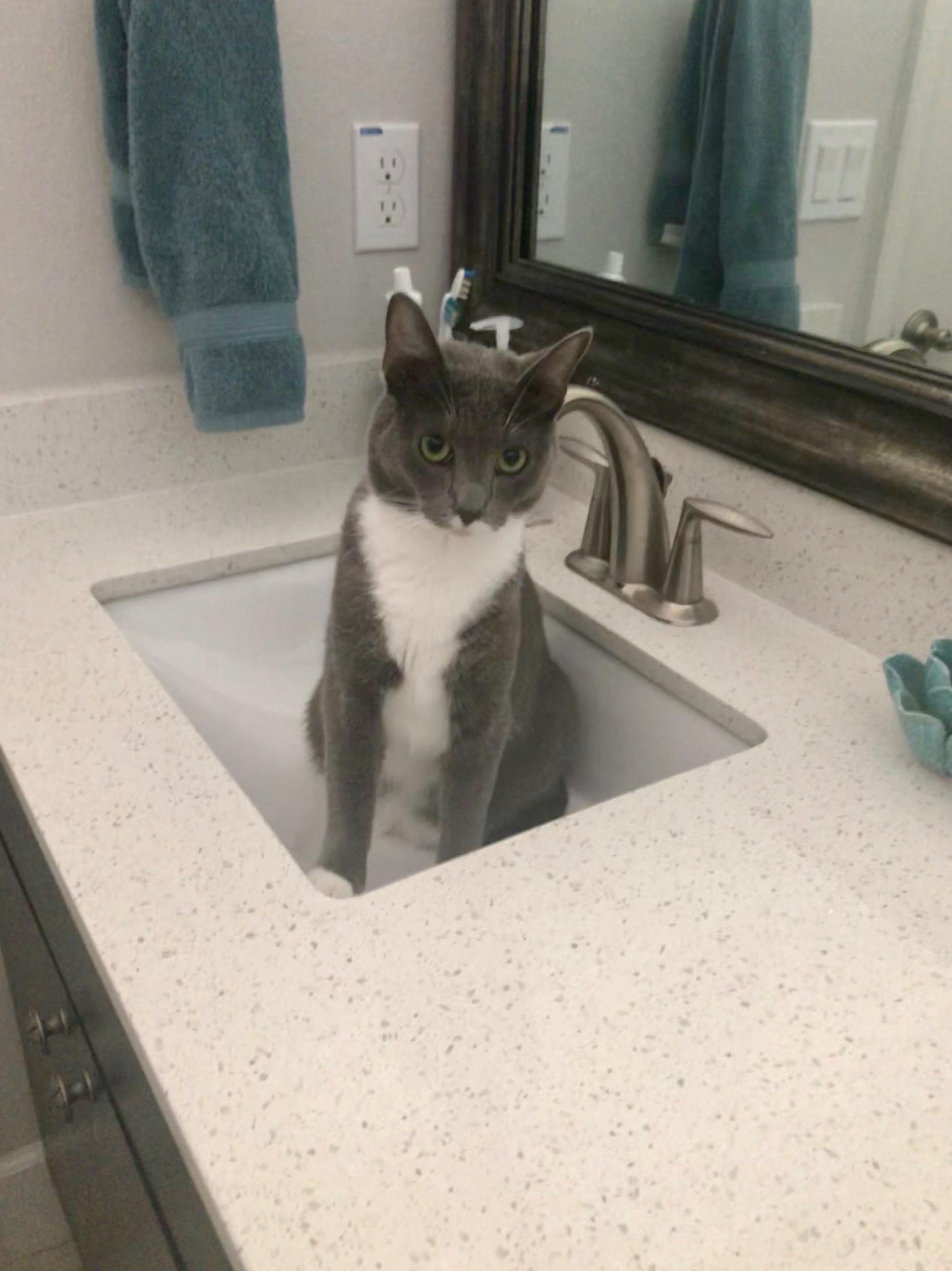 Freaking Cat in my sink! r/cats