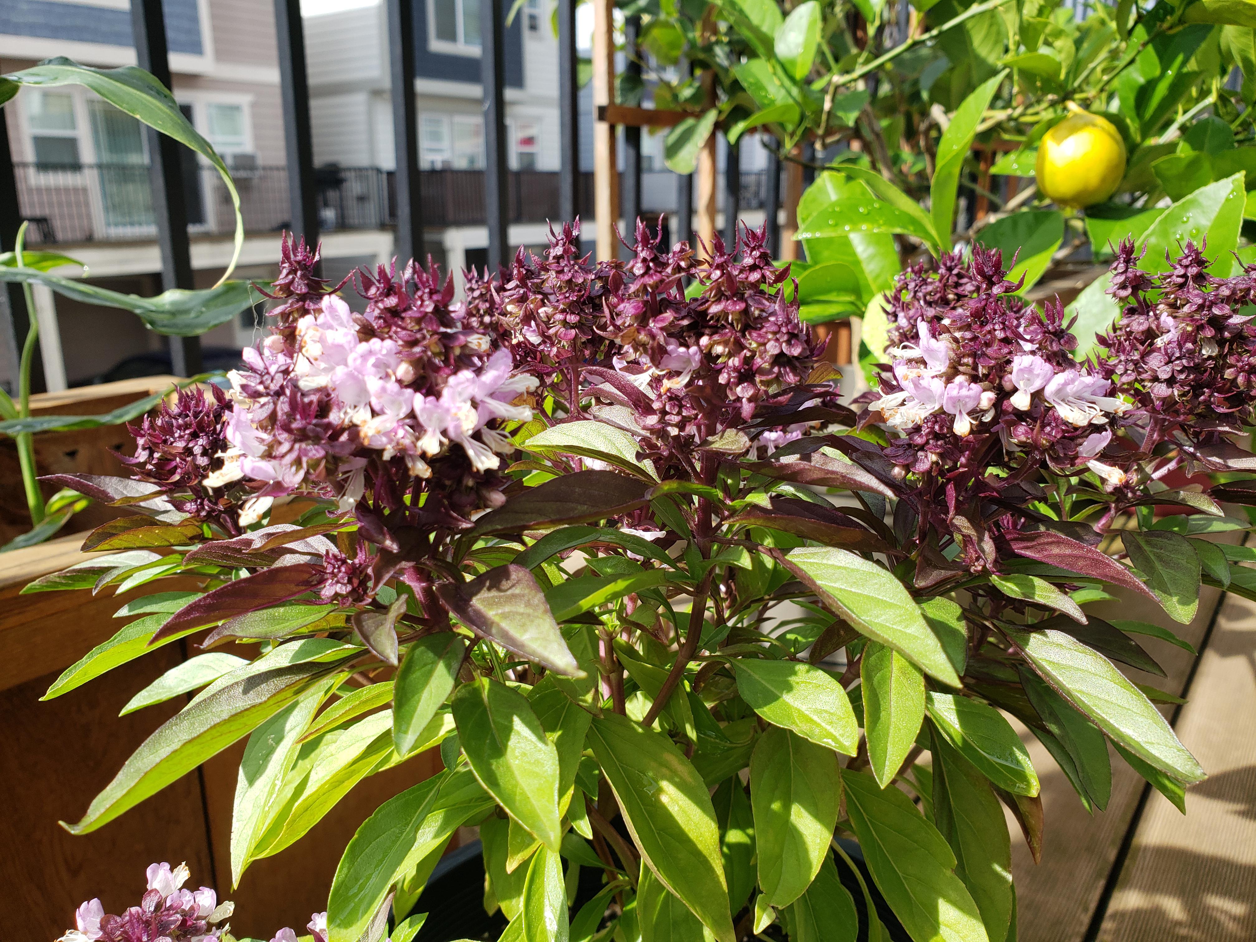 Couldn't keep up with nipping the buds so I let my Thai basil flower