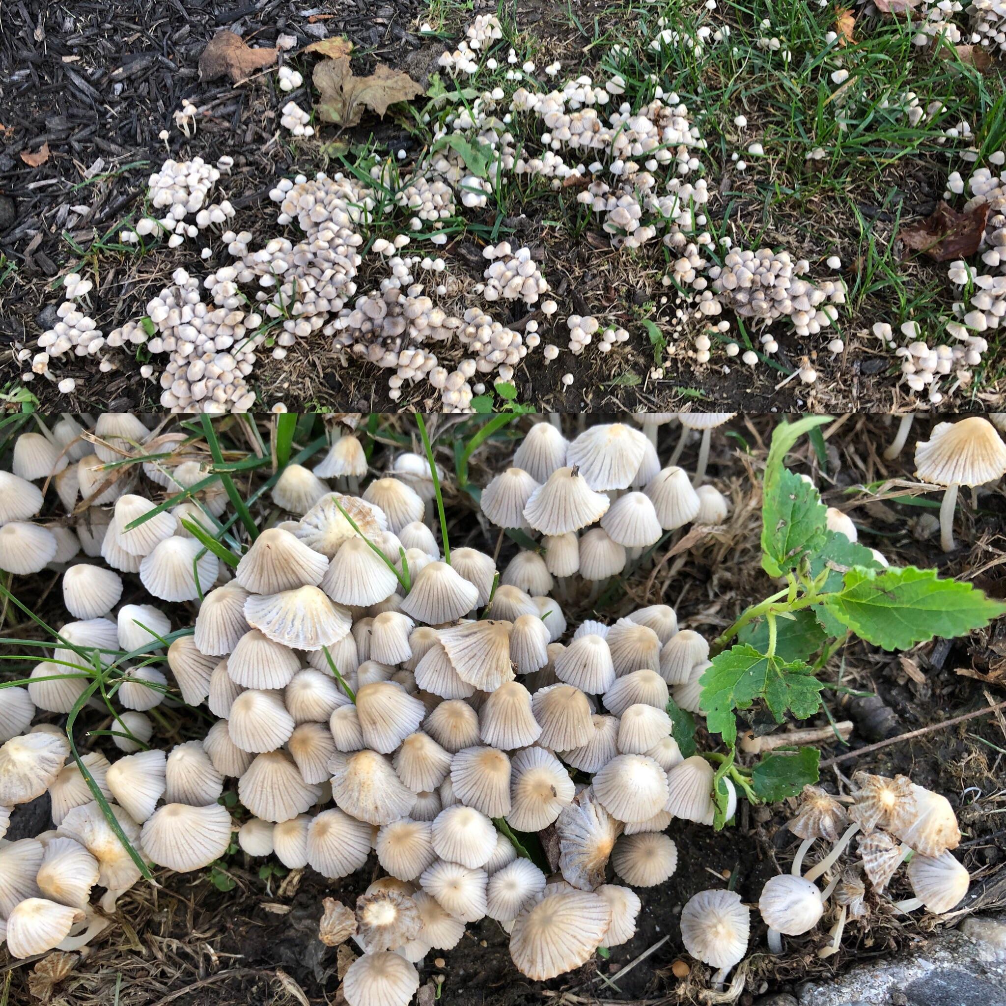 Mushrooms everywhere thoughts on what’s causing them/how to get rid of